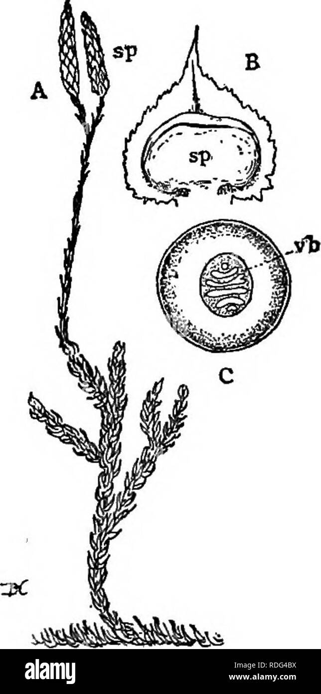 . Vorträge über die Entwicklung der Pflanzen. Botanik; Pflanzen. PTEBIDOPHYTA 143 Besonderheit wurde vor Kurzem in einem der lebenden Arten von equisetum erkannt. Im Zusammenhang mit einigen der fossilen Formen Es gibt gefunden Kegel, der offensichtlich mit Ihnen gehören, und ähneln denen der bestehenden Equisetum. In einigen Fällen sind sie so perfekt konserviert worden sind, dass die innere Struktur Akku werden gesondert heraus gebildet, und es Evi- dent, dass die Gewebe und Spo-rangia dieser Anlagen eng ähnelten denen von Equisetum, obwohl die meisten von ihnen ein gewisses Maß an Spezialisierung nicht in irgendwelchen Ihrer gefunden Ausstellung Stockfoto