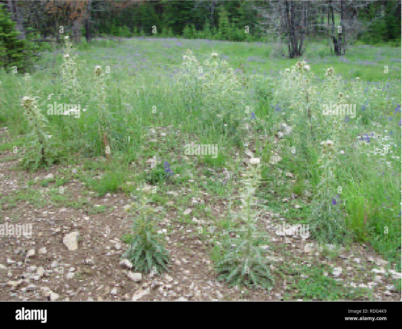 . Bereich - breite status Bewertung von cirsium longistylum (long-Thistle gestaltet). Cirsium longistylum; Cirsium; Lange-styled Thistle; endemische Pflanzen, seltenen Pflanzen. Abbildung 5. Cirsium longistylum Lebensraum im trockenen Bereich.. Abbildung 6. Cirsium longistylum Lebensraum und blühende Pflanzen in der Nähe von Park Sporn nach Feuer. Bekannte Vorkommen von C longistylum sind überwiegend auf kalkhaltigen Böden aus Dolomiten, Kalksteine oder Schiefer abgeleitet. Obwohl das Eindringen von grobkörnigen metamorphics in den Riemen und die Burg in den Bergen üblich ist, sind die Böden abgeleitet aus diesen übergeordneten Materialien in der Regel nicht Hafen Populationen von Stockfoto