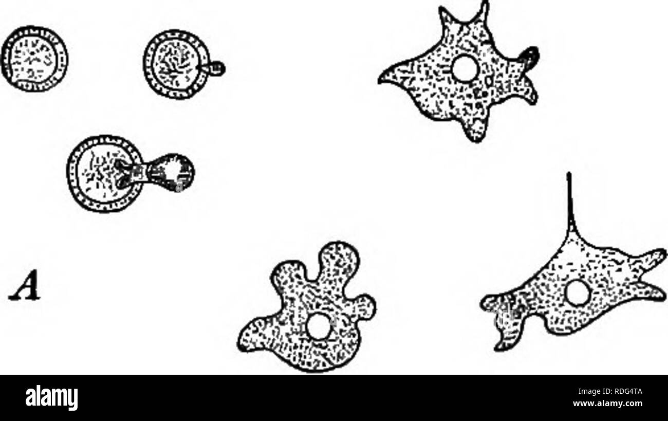 . Grundlagen der Botanik. Botanik; Botanik. Geschichte DES 297. (Abb. 214) und die flagellaten,^ haben so viele Eigenschaften von Pflanzen und Tieren, die Sie beide in botanies und zoologies beschrieben werden, der jetzt als Pflanzen gesprochen, jetzt als Tiere, und wirklich' gehören ein Grenzgebiet zwischen dem Tier und Pflanzenwelt. Flagel-lates haben häufig das Tier charakteristisch für die Teilchen von fester Nahrung durch einen Trichter - wie Depression, und sie ähneln Tiere in ihrer Leistung von frei zu schwimmen. Einige von ihnen re-semble Pflanzen in ihren Besitz von chlorop Stockfoto