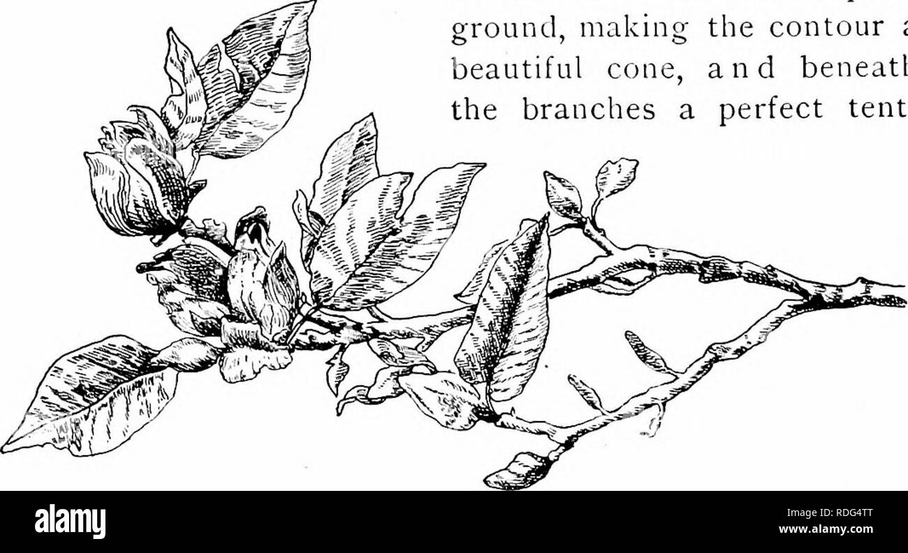 . Unsere einheimischen Bäume und wie sie zu identifizieren; ein beliebter Studie über ihre Gewohnheiten und ihre Besonderheiten. Bäume. Gurke - Baum gesamte Gewohnheit ist geändert; die Zweige start Low, hängend geworden, und von der Zeit der Baum dreißig Fuß hoch, die Enden der unteren Äste den Boden fegen, Mailing die Kontur einer schönen Kegel, und unter den Zweigen eine perfekte Zelt.. Blühenden Zweig der Gurke - Baum, Mitguoh' eine acuminata. Wie ein Baum seine Äste in gespitzt mit pinlc Obst pre-sents im September eine einzigartige und markante Optik. Das Spray der Gurke, lilce, dass von allen großen Laubbäumen, ich Stockfoto