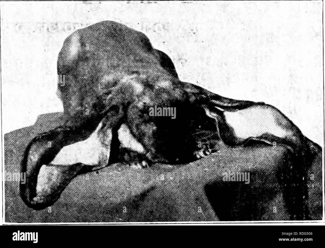 . Aufzucht und Pflege von Kaninchen für Ausstellung und Markt. Kaninchen. Für AUSSTELLUNG UND MARKT Teilen von Amerika, wo strenge Winter Wetter ex ist - perienced. Fütterung. Zwergwidder kann die gleiche Nahrung gefüttert werden und in der gleichen Weise wie in anderen Kapiteln beschrieben. Sie sollten. Englisch LOP RUSSIGEN FAWN BUCK "FIRENZE PETER PAN" Eigentümer, M. Robert Guggenheim, Babylon, Long Island, N.Y., Länge der Ohren, 26 cm; Breite der Ohren, 654 cm Erste und Besondere, Beste Lop im Show. New York City, 1915. Spezielle für die zweite beste Kaninchen in zeigen, New York City, 1915. First Boston, 1916. Erste, Indianapolis, 1916; als Stockfoto