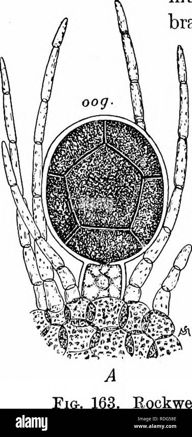 . Grundlagen der Botanik. Botanik; Botanik. 298. Diskussion. - Fueus ist ein viel mehr hoch entwickelte Anlage als die Blau-grün oder grün Algen in den vorherigen Abschnitten untersucht. Sie verfügt über eine komplette zelluläre Struktur und es gibt erhebliche Arbeitsteilung zwischen den verschiedenen Teilen der Anlage. Es hat einen besonderen Holdfast, Blasen zu dienen als Schwimmer, ^eine haltbare Mittelrippe Run- ning längs der Zweige und sie zu stärken, und erweiterte Ränder der Zweige, Leisten - ing ausreichend Fläche für die photosyn-vollpanzerung arbeiten. Die äusseren Schichten der Zellen sind vor allem für die Photosynthese gewidmet Stockfoto