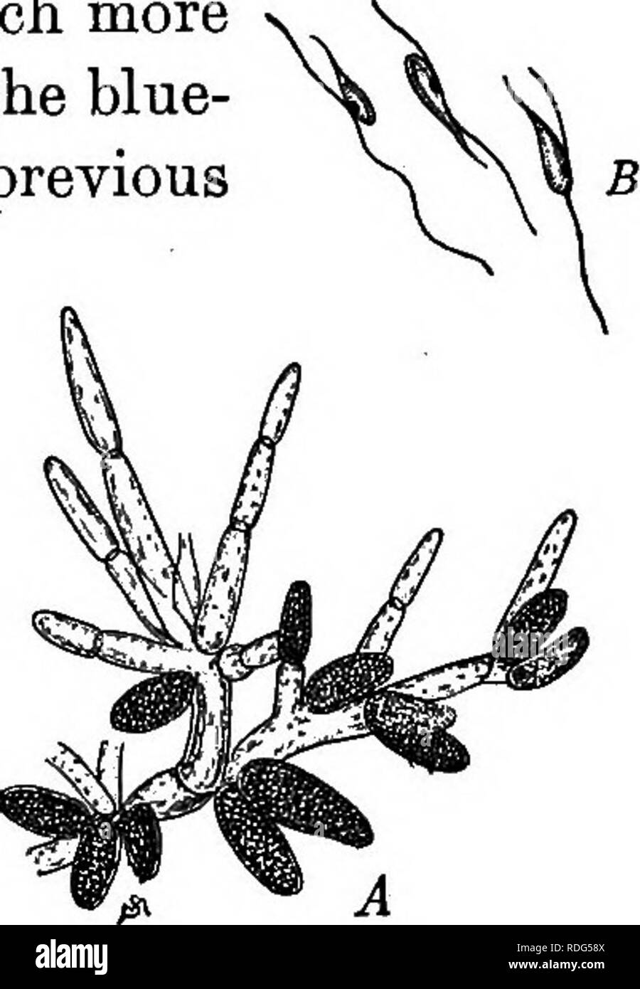 . Grundlagen der Botanik. Botanik; Botanik. 232 Grundlagen der Botanik. 298. Diskussion. - Fueus ist ein viel mehr hoch entwickelte Anlage als die Blau-grün oder grün Algen in den vorherigen Abschnitten untersucht. Sie verfügt über eine komplette zelluläre Struktur und es gibt erhebliche Arbeitsteilung zwischen den verschiedenen Teilen der Anlage. Es hat einen besonderen Holdfast, Blasen zu dienen als Schwimmer, ^eine haltbare Mittelrippe Run- ning längs der Zweige und sie zu stärken, und erweiterte Ränder der Zweige, Leisten - ing ausreichend Fläche für die photosyn-vollpanzerung arbeiten. Die äusseren Schichten der Zellen sind insbesondere Stockfoto