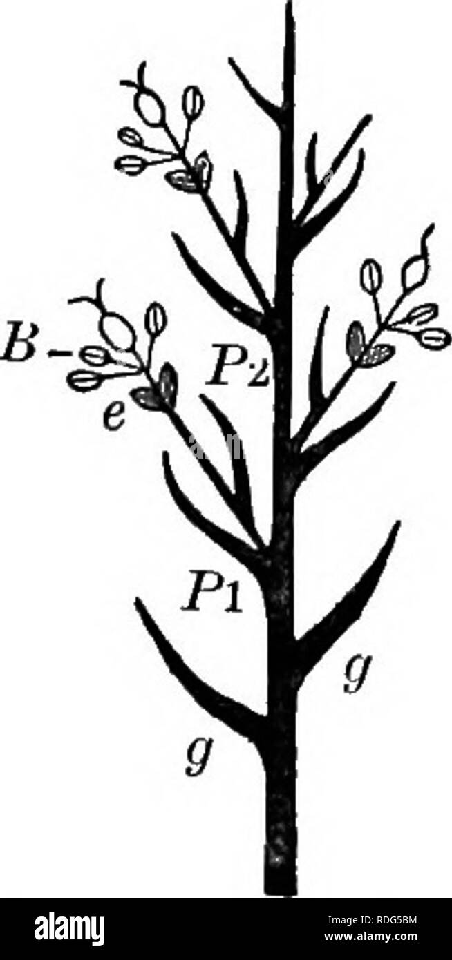 . Elemente der Botanik. Botanik; Botanik. 10 Elemente OP BOTANIK. 1 - vielen blühenden Ährchen; diese sind unterschiedlich in Spikes gruppiert, rispen (Abbn. 183, 211 A), und so weiter. Die Frucht ist eine Korn (Mg. 9). (Die Familie ist auch für den Anfänger schwierig, aber die Struk- tur und Gruppierung der Blumen kann von einer Pflege gesammelt werden - ful Studie von Feigen. 210, 211.) CYPERACE. a, SEGGE FAMILIE. Gras- oder Rush - wie Kräuter, mit festen, meist dreieckig, Stämme, wachsen in Büscheln. Die Ummantelung der Regel 3 geordnetes Blätter, wenn vorhanden, ist nicht wie in Gräsern Schlitz. Die Blüten sind in der Regel etwas weniger en Stockfoto