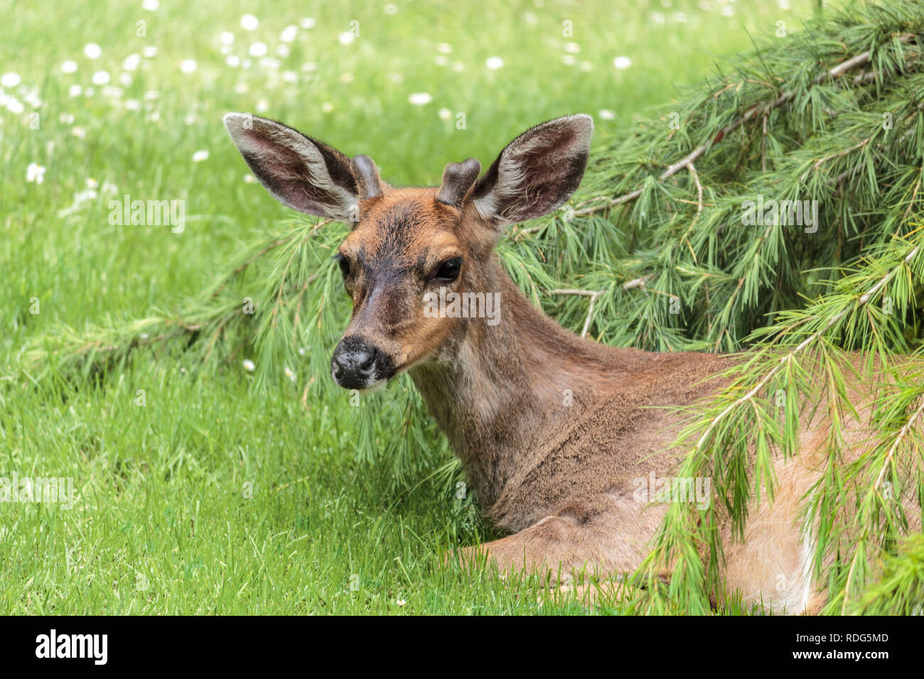Ein junges Männchen Blacktail Hirsche mit geweihen liegt auf einem Rasen im Frühling, mit Blick auf die Kamera, wachsam, aber entspannt. Stockfoto