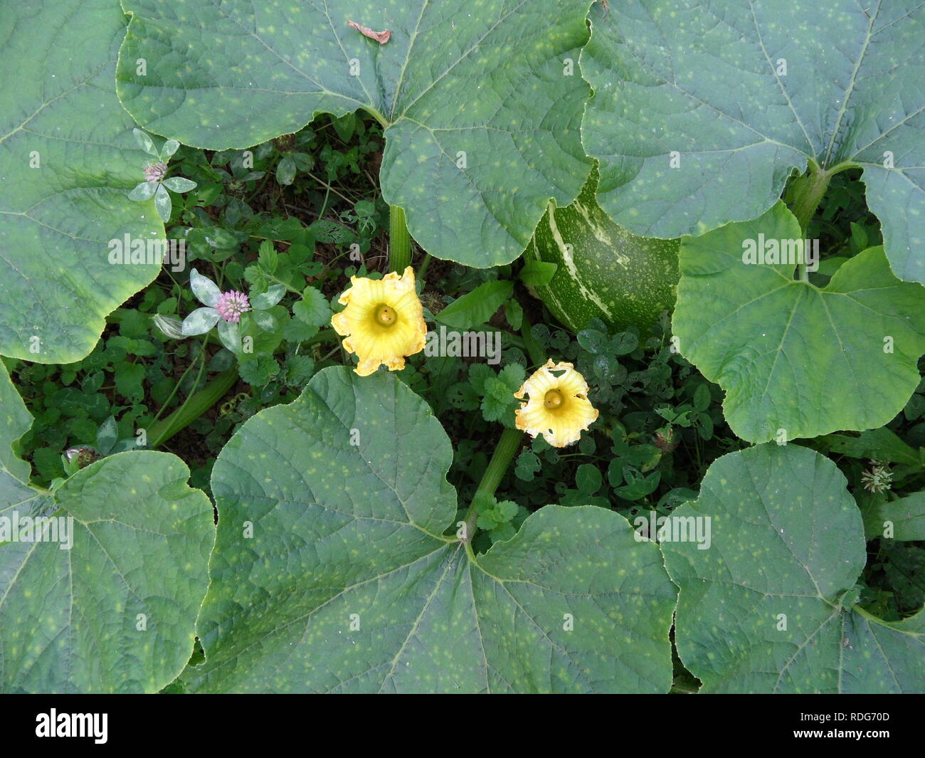 Zwei gelbe Blumen Stockfoto