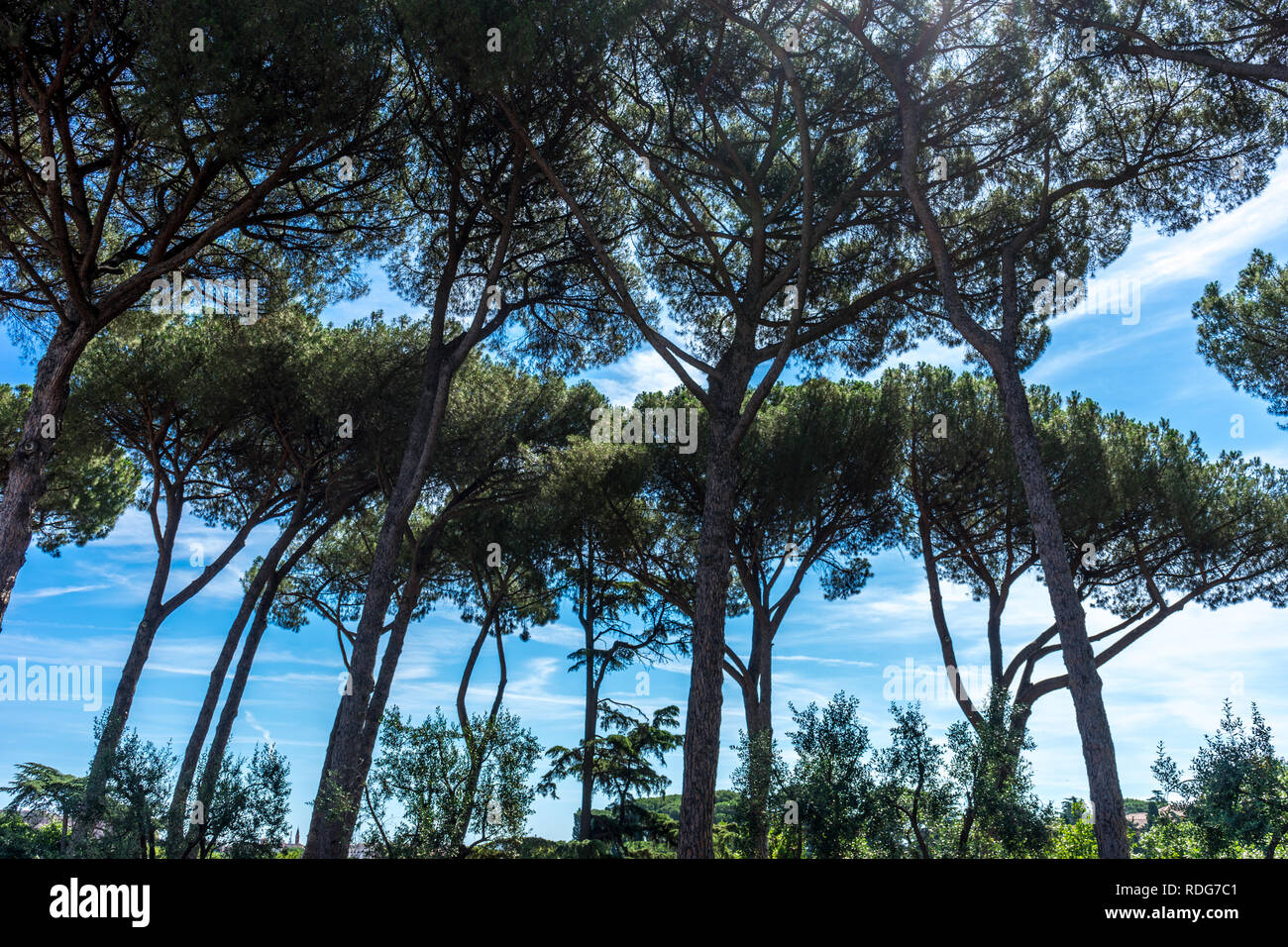 Italien, Rom, Forum Romanum, hohen Bäumen mit blauem Himmel Stockfoto