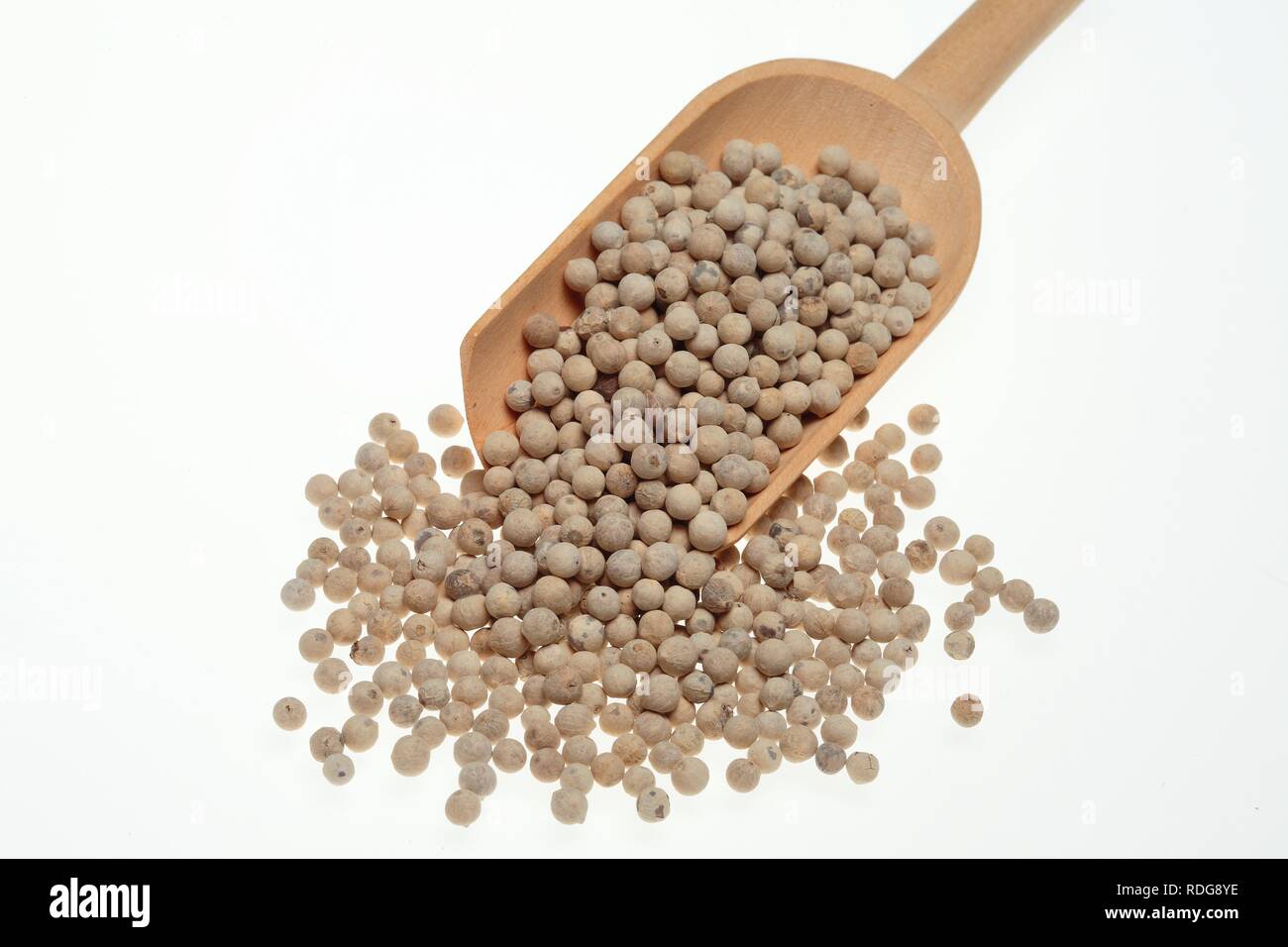 Weißer Pfeffer, geschält Pfeffer (Piper nigrum), Spice Stockfoto