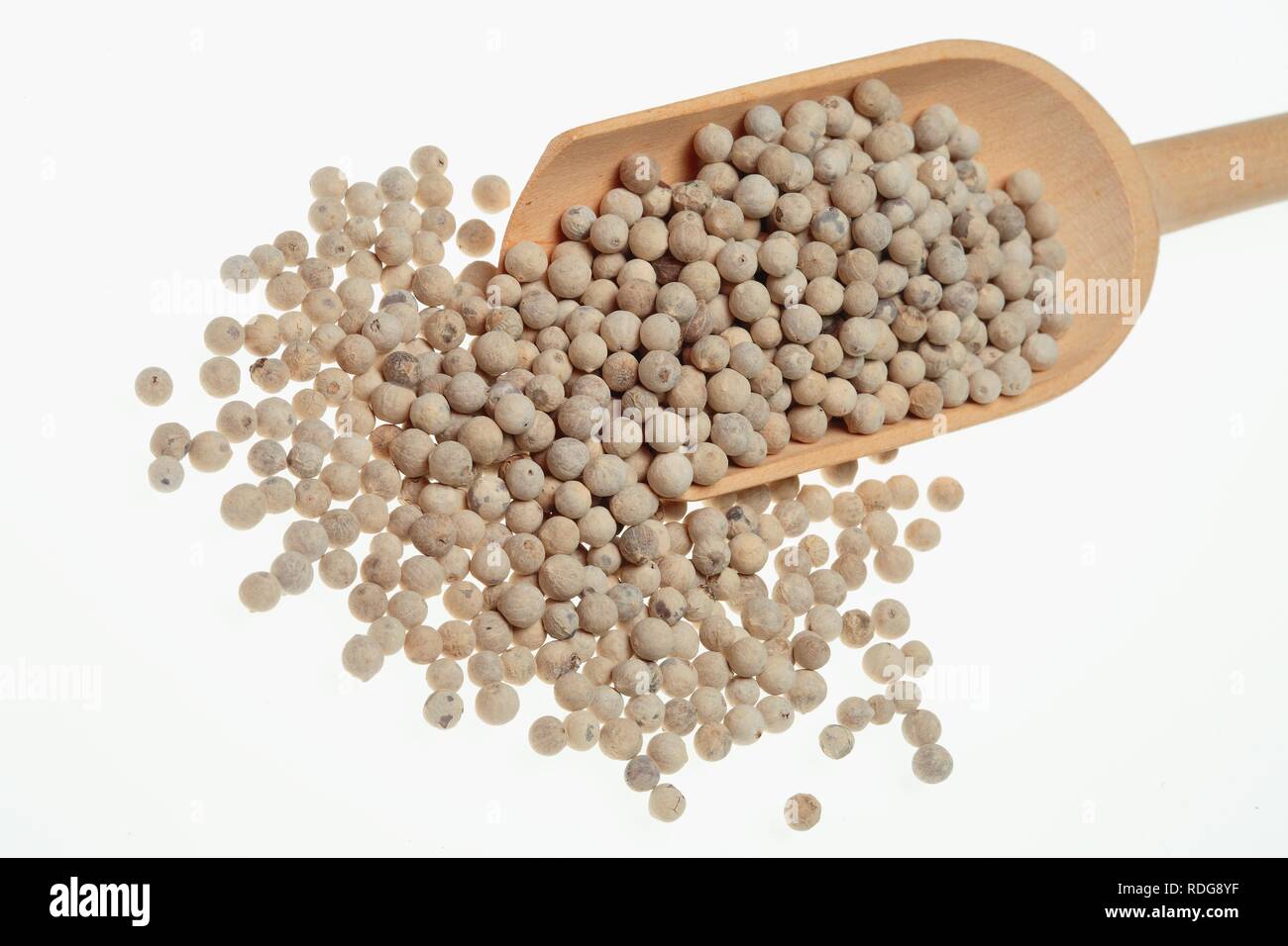 Weißer Pfeffer, geschält Pfeffer (Piper nigrum), Spice Stockfoto
