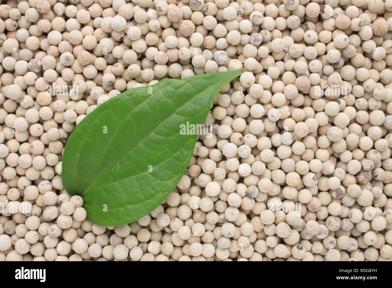 Pfeffer Blatt auf Geschälten weißen Pfeffer (Piper nigrum), Spice Stockfoto