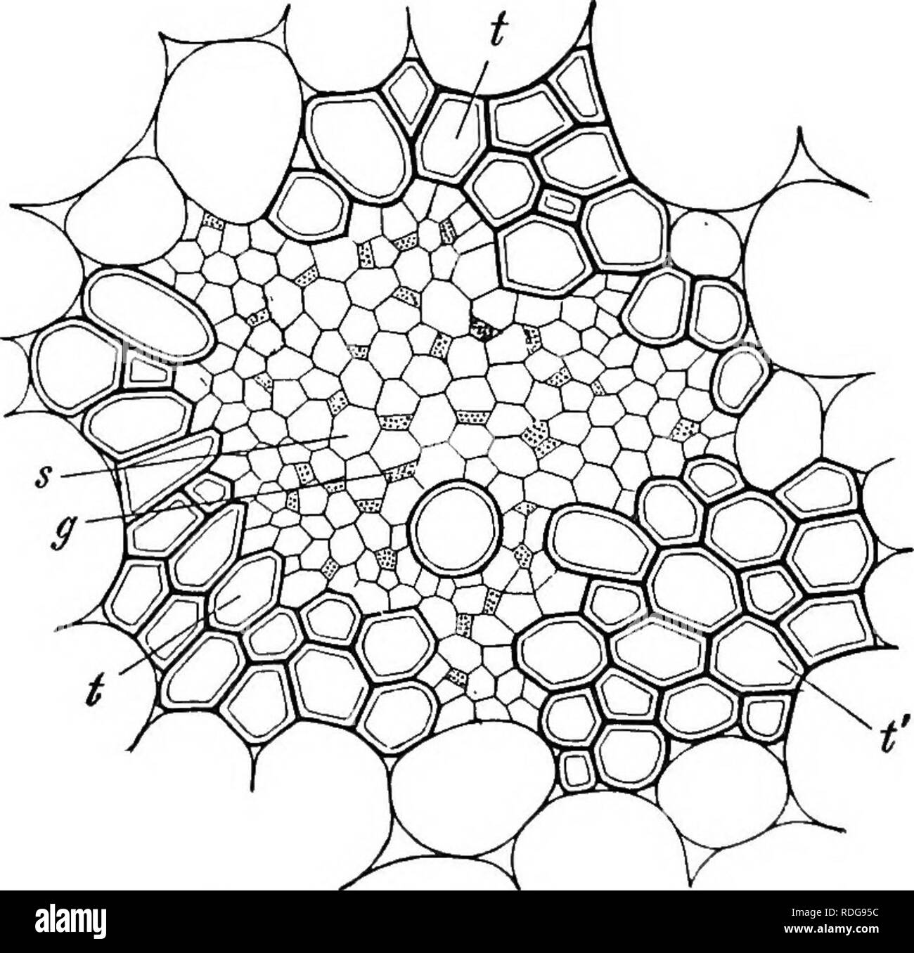 . Pharmazeutische Botanik. Botanik; Botanik, Medizin. Abb. 6. - geschlossenes Bündel von Stammzellen von Zea mays. VG, Bundle Mantel; L, inter-cellular Raum; A, Ring von einem ringförmigen Trachealtubus; SP, Spirale Trachealtubus; M, narbige Schiffe; V, Sieb Rohre; S, Begleiter Zellen; CP, zerkleinert primäre Sieb Rohre; F, thjn dünnwandige Parenchym der Boden oder die grundlegenden Gewebe. {Von Sayre nach Strasburger.). Abb. 7.- Querschnitt einer konzentrischen Bündel aus dem Wurzelstock der Iris Xylem Umgebung das Phloem. Ich, protoxylem Tracheae; t; s, Sieb Rohre; g Begleiter Zellen des internen Phloem teil. {Von Sayre af Stockfoto