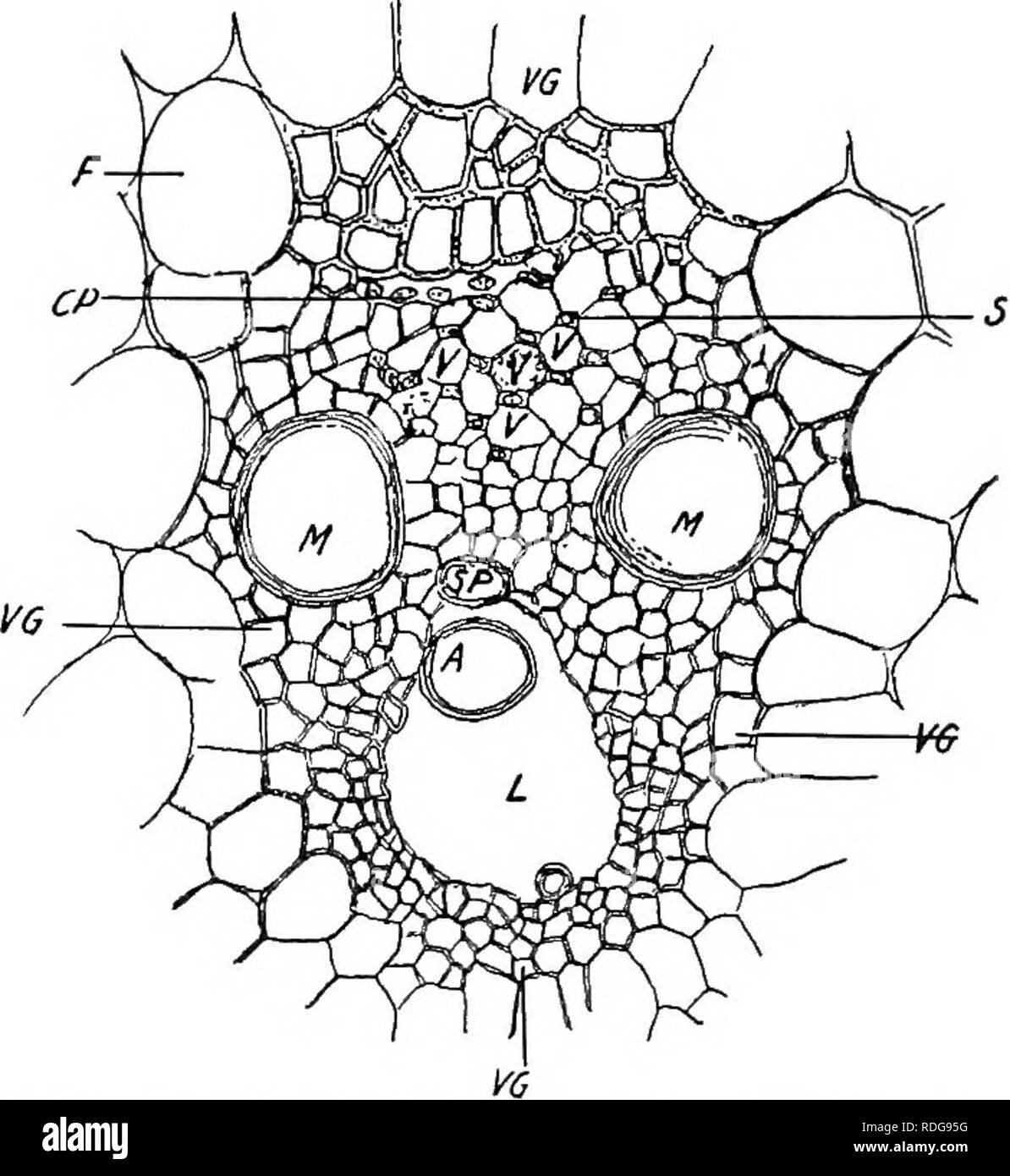 Pharmazeutische Botanik Botanik Botanik Medizin Lo Pharmazeutische Botanik Abb 6 Geschlossenes Bundel Von Stammzellen Von Zea Mays Vg Bundle Mantel L Inter Cellular Raum A Ring Von Einem Ringformigen Trachealtubus Sp Spirale