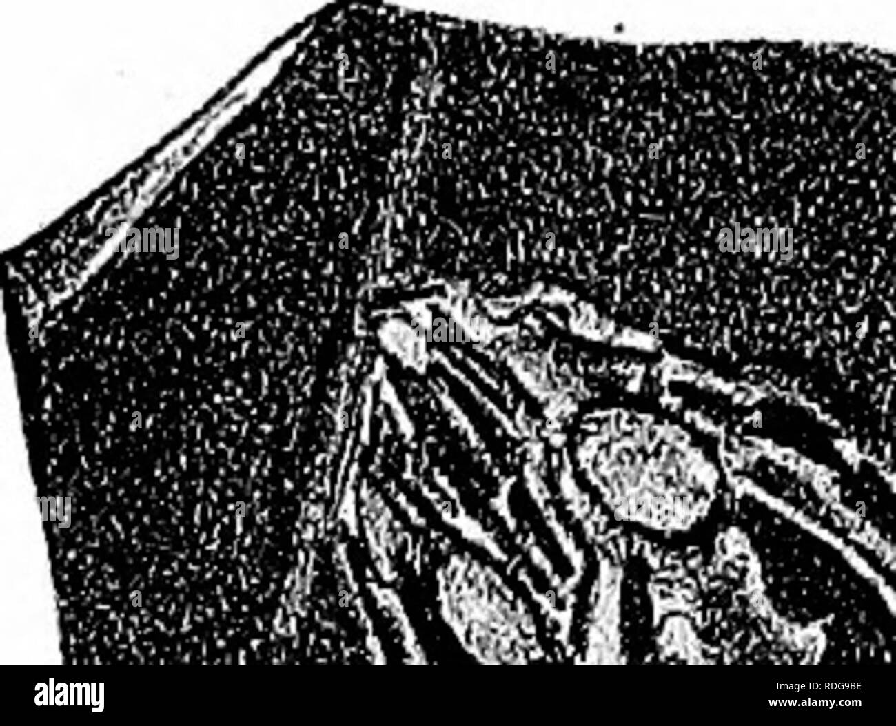 . Bericht des Geological Survey von Ohio. Geologie, Paläontologie, Minen und Bodenschätzen; Zoologie; Paläobotanik; Botanik. . Bitte beachten Sie, dass diese Bilder sind von der gescannten Seite Bilder, die digital für die Lesbarkeit verbessert haben mögen - Färbung und Aussehen dieser Abbildungen können nicht perfekt dem Original ähneln. extrahiert. Geologische Übersicht von Ohio. Columbus, Nevins & Amp; Myers, Drucker Stockfoto