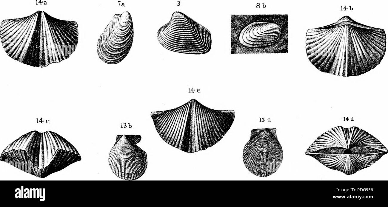 . Bericht des Geological Survey von Ohio. Geologie, Paläontologie, Minen und Bodenschätzen; Zoologie; Paläobotanik; Botanik. . Bitte beachten Sie, dass diese Bilder sind von der gescannten Seite Bilder, die digital für die Lesbarkeit verbessert haben mögen - Färbung und Aussehen dieser Abbildungen können nicht perfekt dem Original ähneln. extrahiert. Geologische Übersicht von Ohio. Columbus, Nevins & Amp; Myers, Drucker Stockfoto