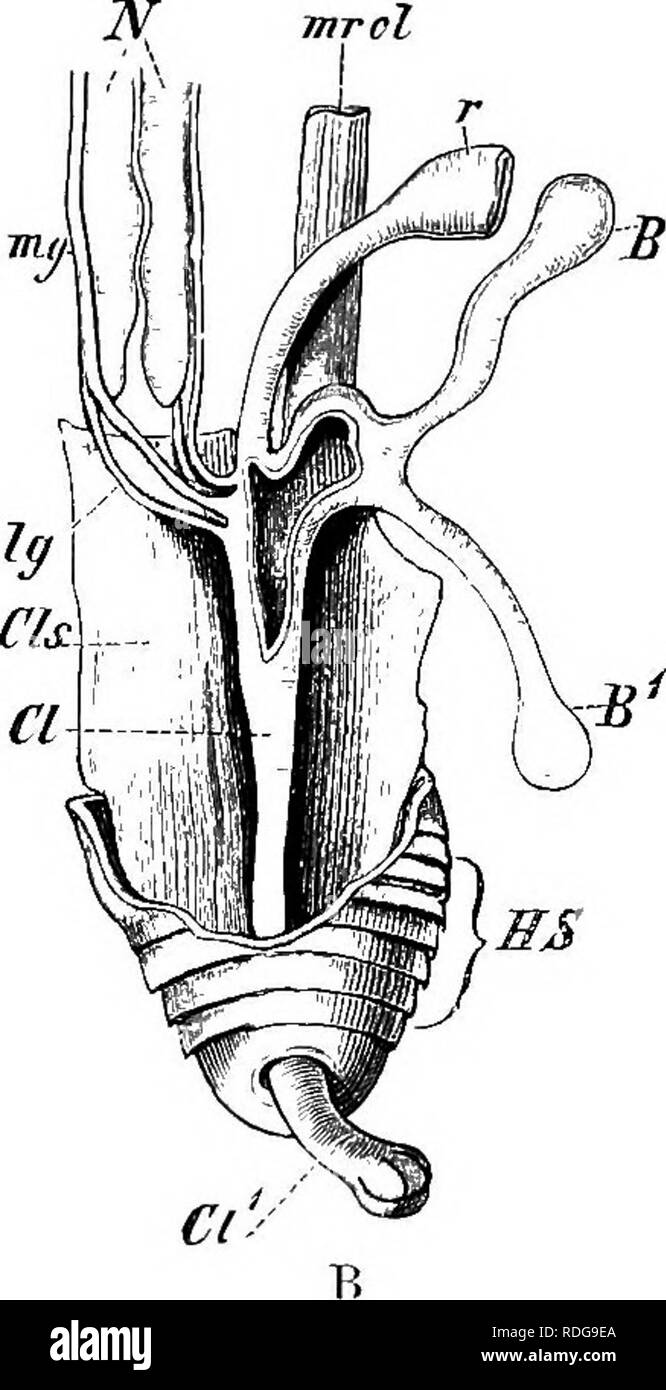 . Elemente der vergleichenden Anatomie der Wirbeltiere. Anatomie, Vergleichende. Abb. 302. Den hinteren Teil oder der Ukixucexital Apparate ok A, Epicrium gluiino. Ium und B, Cd - "uilia luniljricoides. CI-0/} CP, die verschiedenen Abschnitte der Kloake, und B-i, seine caical Prozesse: die Kloake gezeigt zurückgezogen in einem und auch in B; ds, Membrana slieath; m. a. &Lt;-l, gurtaufroller Muskel der Kloake; B, B'^, die beiden Hörner der Harnblase; y Nieren; ly, Wolff'schen Kanal; meine, Mxillerian Kanals; r, Rektum; 2 Idy, Membrana Aperture; ffS, Skalen in der körperdecke. Zwei Arten von copulatory Organe sind Stockfoto