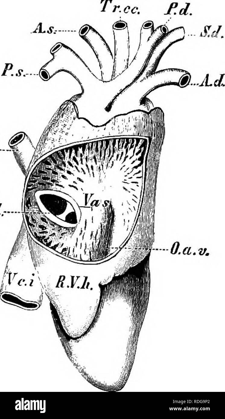 . Elemente der vergleichenden Anatomie der Wirbeltiere. Anatomie, Vergleichende. Md. n. cd.-VaA-. Ta. 25.3. Ta. 256. Abb. 255,- Heakt eines YonNG Crocodilun nilotkus. Von der dorsalen Seite. (Nach Rose). Tr.cc, A. carotis; S. s, S. d, V. subclavia Arterien; a.s. und A.d, linken und rechten Aortenbögen; A.m, A. mesenterica; L. V. h, H. v. h, linken und rechten Vorhöfe; V. C. c, koronare Vene. Andere Buchstaben wie in Abb. 244. Abb. 256.- Herz von C'rorodilns nihtirus. Auf der rechten Seite. (Nach Rose). Ein Teil der Wand des rechten Vorhofs wird entfernt. O. a. v, atrio-ventrikulären Aperture; Virginia d und Virginia. s, die beiden si Stockfoto