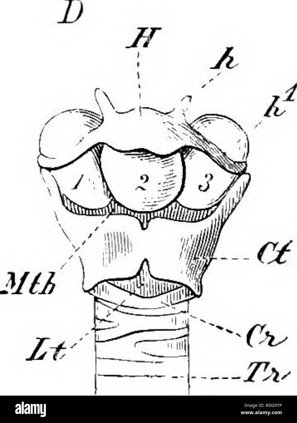 . Elemente der vergleichenden Anatomie der Wirbeltiere. Anatomie, Vergleichende. Mih. Abb. 234.- Laryxces von Vakious ilAM: MALs. A, kehlkopf von Rotwild, von der linken Seite gesehen; B, Längsschnitt durch den Kehlkopf des Fox; C, Kehlkopf des heulenden Monkey (Mycetesursinus), von der linken Seite; D, Kehlkopf von Chipanzee (Simia troglodytes), von der Bauchseite. Tr, Luftröhre, Ctr, knorpelige Ringe der Luftröhre; S, Schleimhaut der Luftröhre und Zunge; Cr, ventral und Cr^, dorsale Platte des cricoid; Cl, Ct^, schildknorpel; oh, uh, anterioren und posterioren cornua der Letzteren; C Stockfoto
