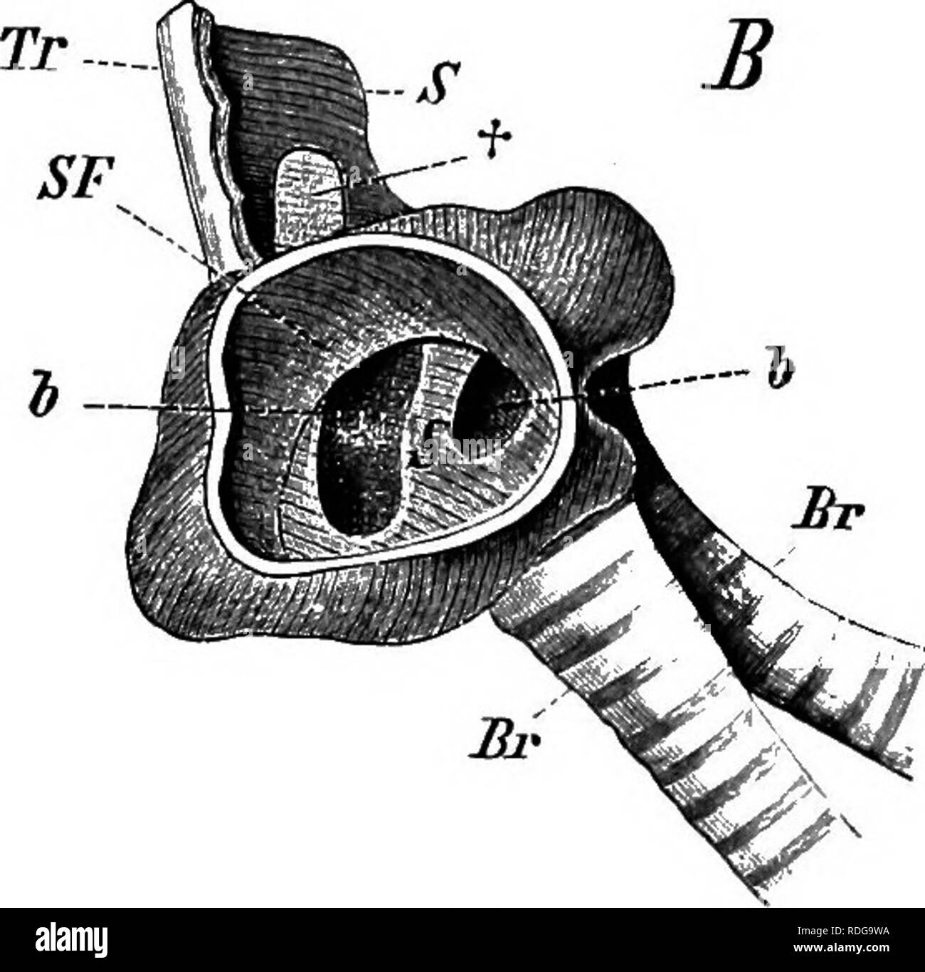 . Elemente der vergleichenden Anatomie der Wirbeltiere. Anatomie, Vergleichende. Fio. 232.- kehlkopf Männliche Ente. (.^4, Extern, und B, interne Ansicht.) Tr, der Luftröhre; Br, bronchus; T, der "TYMPANUM";s, pessulus, aus denen ein seitlicher Auswuchs (S zwischen h und h) reicht bis in die tjnnpanum, so teilen die Öffnung in die Luftröhre in zwei Teile (6, h); die Blende ist weiter durch die kreisförmige verminderte Falte der Schleimhaut, SF; +, dünne Region in S. Tympanon erreicht eine relativ enorme Entwicklung in einigen Water-Birds {z.b. die Männliche Ente), wo es zu einem Knöchernen Vesikel wh Stockfoto