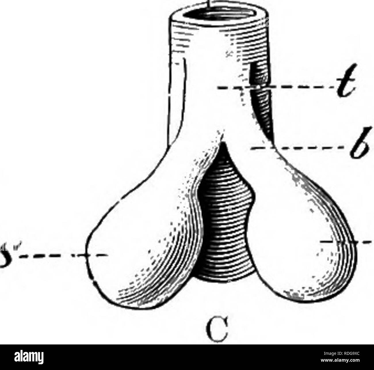 . Elemente der vergleichenden Anatomie der Wirbeltiere. Anatomie, Vergleichende. 282 vergleichende Anatomie der Bronchien, Luftröhre, Kehlkopf, und diese Aussage wird durch eine Studie über deren vergleichende Anatomie unterstützt. PI) PD PD S--, y'. -^ 'Abb. 226.- A, B, C, Diagramme, die die Entwicklung der Lungen. PD, primitiven Therapeutika für Rohr; B, S^, in der Lunge - sacs, die auf den ersten ungepaarte sind; t, der Luftröhre; i, bronchus.. Bitte beachten Sie, dass diese Bilder extrahiert werden aus der gescannten Seite Bilder, die digital haben für die Lesbarkeit verbessert - Färbung und Aussehen dieser Abbildungen können nicht Pro Stockfoto
