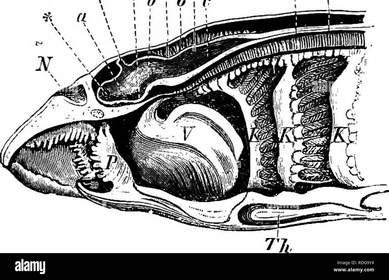 . Elemente der vergleichenden Anatomie der Wirbeltiere. Anatomie, Vergleichende. EiG. 220.-Diagramm eines LoNGITUDI^ "AI. Abschnitt theougf der Kopf des Labval (A) und Nach (B) Peiromyzon. Ep JnfmML Ch.. Abb. 221.-Längsschnitt thkough der Kopf einer Ammoccete. V, velum; P, papille der Schleimhaut; K, K, K, drei vorderen Kiemen; Th, Schilddrüse (hjrpobranchial Furche); N, nasale Sac; *, Kommunikation zwi- schen der Ventrikel des olfaktorischen lobe und die des prosencephalon; Ep, epiphyse; Jnf, infundibulum; HH, meteneephalon; 211, Medulla oblongata; h, c, Ventrikel, der Mitte Stockfoto