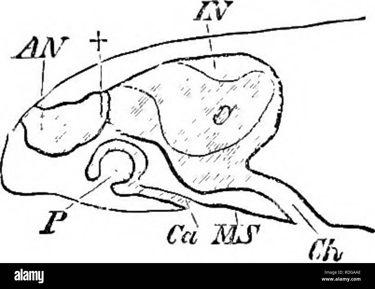 . Elemente der vergleichenden Anatomie der Wirbeltiere. Anatomie, Vergleichende. 202 vergleichende Anatomie eine große Drüse whicli, öffnet sich an der Grenze zwischen der inneren und der äußeren Nasenhöhle liegt innerhalb der turbinal. Unter letzterem ist die Öffnung des lachrymal Leitung: Dieser Kanal in einigen Reptilien öffnet sich auf dem Dach des Pharynx (Ascalabota), und in anderen in das interne Nasenlöcher (ophidia). Die Struktur der Nase in Chelonians ist sehr kompliziert und vielfältig. In der Marine Chelonians Es ist in zwei Passagen, eine über der anderen unterteilt ist und durch eine Perforation der Nasenscheidewand verbunden. Die Stockfoto