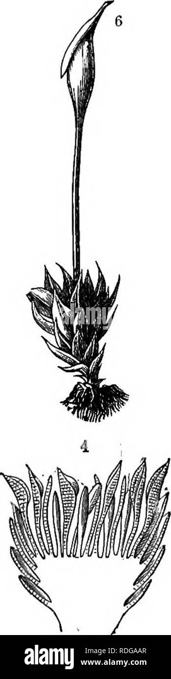 . Der natürliche Verlauf von Pflanzen, deren Formen, Wachstum, Reproduktion und Verteilung;. Botanik. . Bitte beachten Sie, dass diese Bilder sind von der gescannten Seite Bilder, die digital für die Lesbarkeit verbessert haben mögen - Färbung und Aussehen dieser Abbildungen können nicht perfekt dem Original ähneln. extrahiert. Kerner von Marilaun, Anton, 1831-1898; Oliver, W. (Francis Wand), 1864-1951; Busk, Marian (Balfour) Dame, 1861-1941; Macdonald, Mary Frances (Ewart); Kerner von Marilaun, Anton, 1831-1898. Pflanzenleben. Englisch. New York, H. Holt und Unternehmen Stockfoto