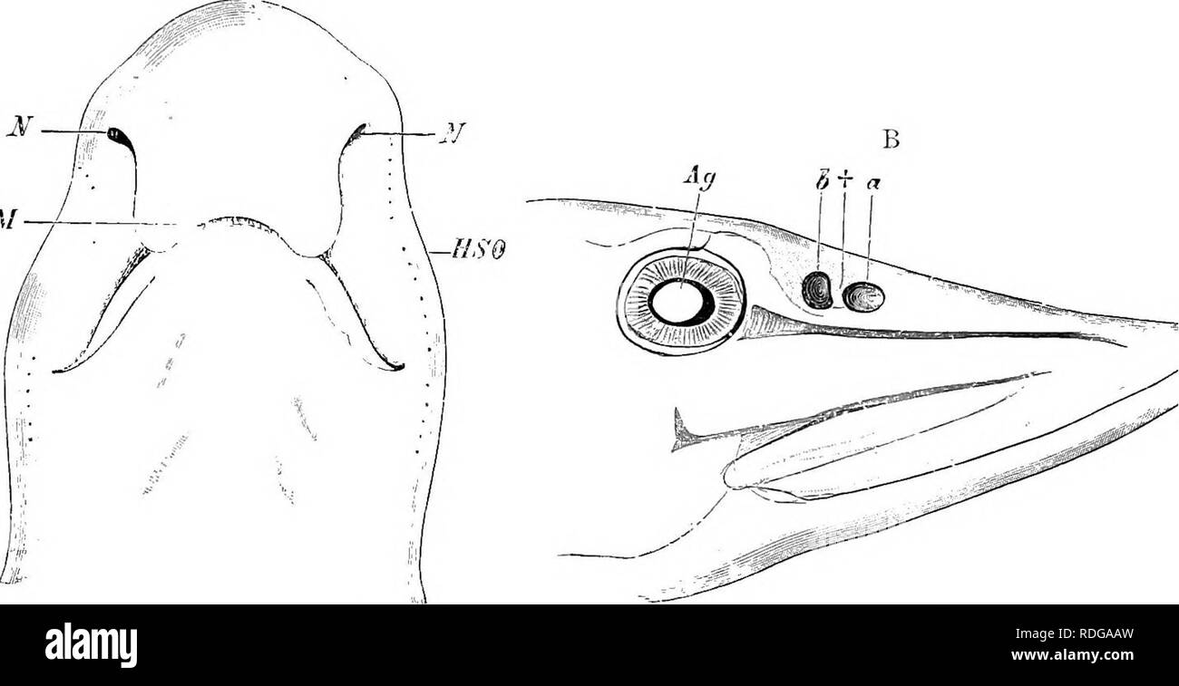 . Elemente der vergleichenden Anatomie der Wirbeltiere. Anatomie, Vergleichende. 198 vergleichende Anatomie Myxine dieses Rohr ist lang und wird durch Ringe von Knorpel unterstützt. In den Larven neunauge die Orgel ist auf den ersten ventral und ungepaarte (Abb. 125), aber in der Folge wird in einer gemeinsamen Grube mit der hypophyse Einstülpung versenkt und nimmt auf einer dorsalen Position: Es ist fast vollständig in zwei Hälften, die intern von der Forma- eine Falte der Schleimhaut unterteilt. Die hypophyse Sac erstreckt sich somit von der ventralen Seite der Orgel über der Schleimhaut des Mundes: bei Petrom Stockfoto
