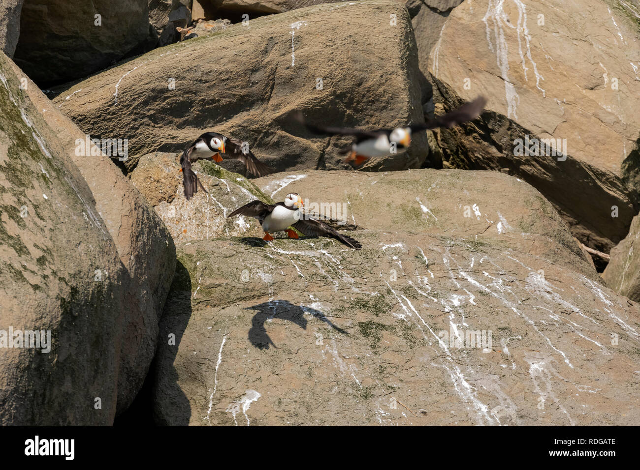 Gehörnte Papageitaucher (Fratercula corniculata) Flucht aus Felsen auf Bird Island im Cook Inlet, Alaska Stockfoto