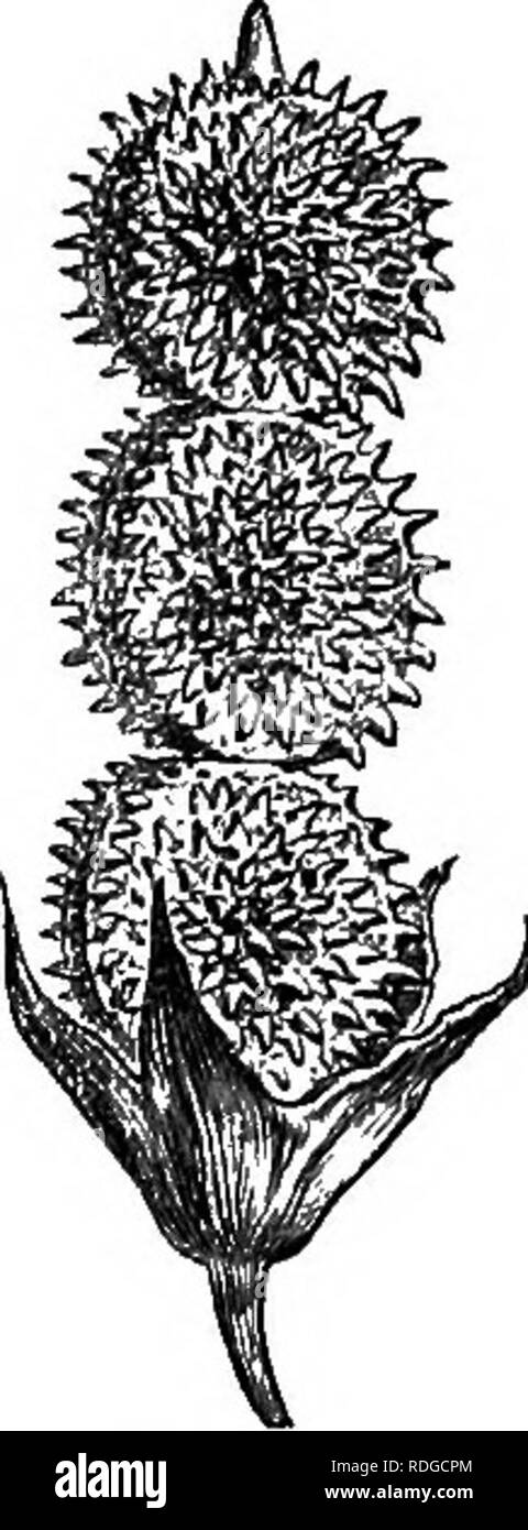 . Die natürliche Geschichte der Pflanzen. Botanik. LEOUMINOS^- PAPILIONACEJE. 213 coronanimi: Imbricate im Keim zu ersticken. Die Blüten bilden eine papilionaceous Corolla; die verkehrt eiförmig oder backenpartie Standard, Zurückgebogen auf anthesis, verjüngt sich an der Basis, wenn auch selten eine eindeutige Klaue. Die Flügel kürzer als der Standard, und manchmal sehr kurze, schräg - längliche, jede auf einer kurzen engen Claw, über die die Basis des Gliedes in die Ohrmuschel produziert wird unterstützt. Die blütenblätter der Kiel haben auch kurze Krallen, und sind in der Regel länger als die Flügel; Kiel, Stumpf an der Spitze, ist gebogen oder geknickt, abrupt und Stockfoto