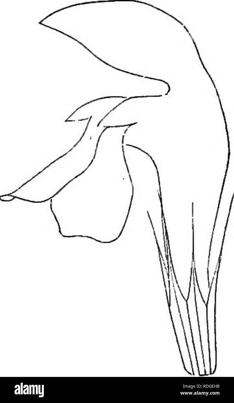 . Eine elementare Lehrbuch der Botanik, für die Verwendung von japanischen Studenten. Botanik. Der COROLLA. 51 Arten op der Corolla - Corolla ist auch besteht entweder aus separaten Blütenblätter, wie in der Kimpoge und Sakura (Abb. 55); oder der mehr oder weniger united Blütenblätter, wie in der Asagao (Abb. 9) und Odorikoso (Abb. 59). Im ersteren Fall, es heißt Dialypetalous oder Polypetalous, und in letzterem Go/mopetalous oder Monopetalous. Art OP den COROLLaI SIND ^&gt; etalus Corolla. Grarnopetalous Corolla. Die dialypetalous Corolla ist wieder aus entweder der Blütenblätter gleich groß und wie Form, wie in der KimpOge und Sakura ( Stockfoto