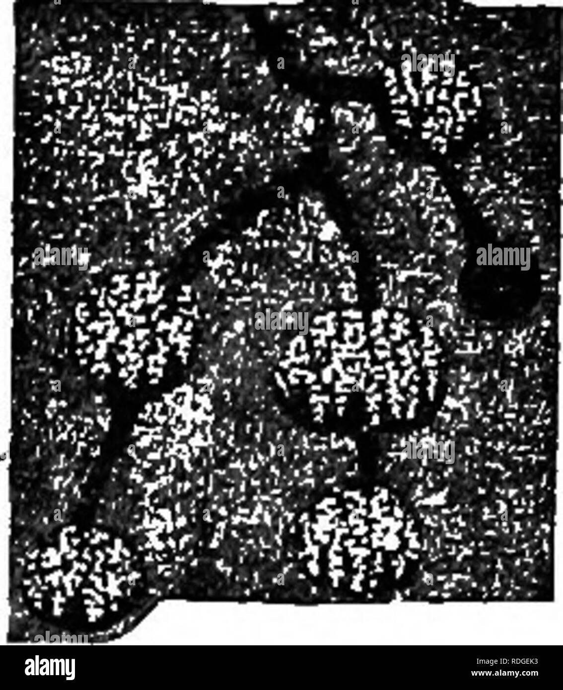 . Eine Einführung in die Zoologie, mit Anweisungen für die praktische Arbeit (Wirbellose). . XXVI: INSECTA HYMENOPTERA 425 bilden sie eine undergrourid Nest mit vielen grossen gut Venti- kammern. Sie Sally her und beginnen große Stücke aus den Blättern der angrenzenden Bäume zu schneiden, diese Durchführung zurück zum Nest, wo Sie^ sind in kleine Stücke geschnitten, wodurch eine lockere schwammige Masse. Dies wird dann entweder auf dem Dach oder dem Boden der Kammern zu halten, verschiedene Arten von Ameisen in unterschiedlichen Bräuche in dieser Angelegenheit. Die ganze Masse wird bald gemeinsam durch die weißen Fäden (Hyphen) einer fu gehalten Stockfoto