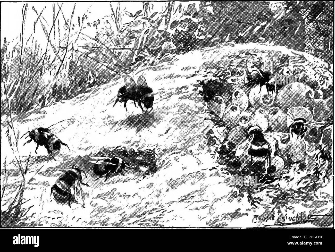 . Eine Einführung in die Zoologie, mit Anweisungen für die praktische Arbeit (Wirbellose). 382 Einführung in die Zoologie pollen-Paste auf den Boden des Hohlraums der Nest; sie baut auf diese Paste Stock einer kleinen Ringmauer von braunem Wachs, innerhalb dessen Sie einen Batch von Eier legt, unmittelbar nach Gemeinden schließen, die fahren lassen Zelle oben über ihnen. Damit die Eier entwickeln kann, müssen Sie warm gehalten werden, und die Königin brütet über sie Tag und Nacht, nur Sie verlassen Anlass - bündnispartner der Nahrung notwendig für sich selbst, und bald auch für die Entwicklung von Larven zu erhalten; sie speichert einige der Honig gesammelt Duri Stockfoto