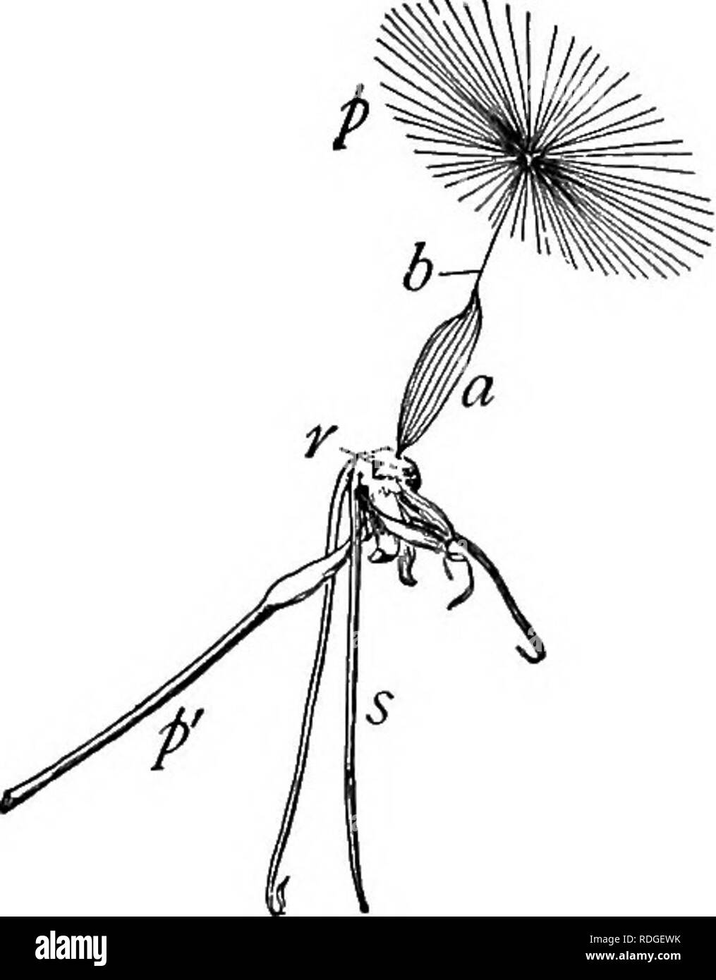 . Ein Lehrbuch der Botanik für Hochschulen und Universitäten ... Botanik. Abbn. 1215, 1216. - Geflügelte Früchte: 1215, Samara oder die Frucht der moun-tain Ahorn (Acer Spicatum); 1216, ein $ Amara der hop Baum (Fielea dreiblättrige); w, Flügel. Anzahl disseminules durchgeführt. Als Saatgut wesentlich größer sind als Sporen, die Entfernungen sind viel weniger, obwohl bei kleinen Samen, wie in der Orchideen ist es möglich, dass die Dis-tances kann sehr groß sein. Zu den häufigsten der Wind verstreut Dis-seminules sind diejenigen mit Flügeln, wie im Samen der Catalpa, und in den Früchten (als samaras bekannt) Der ma Stockfoto