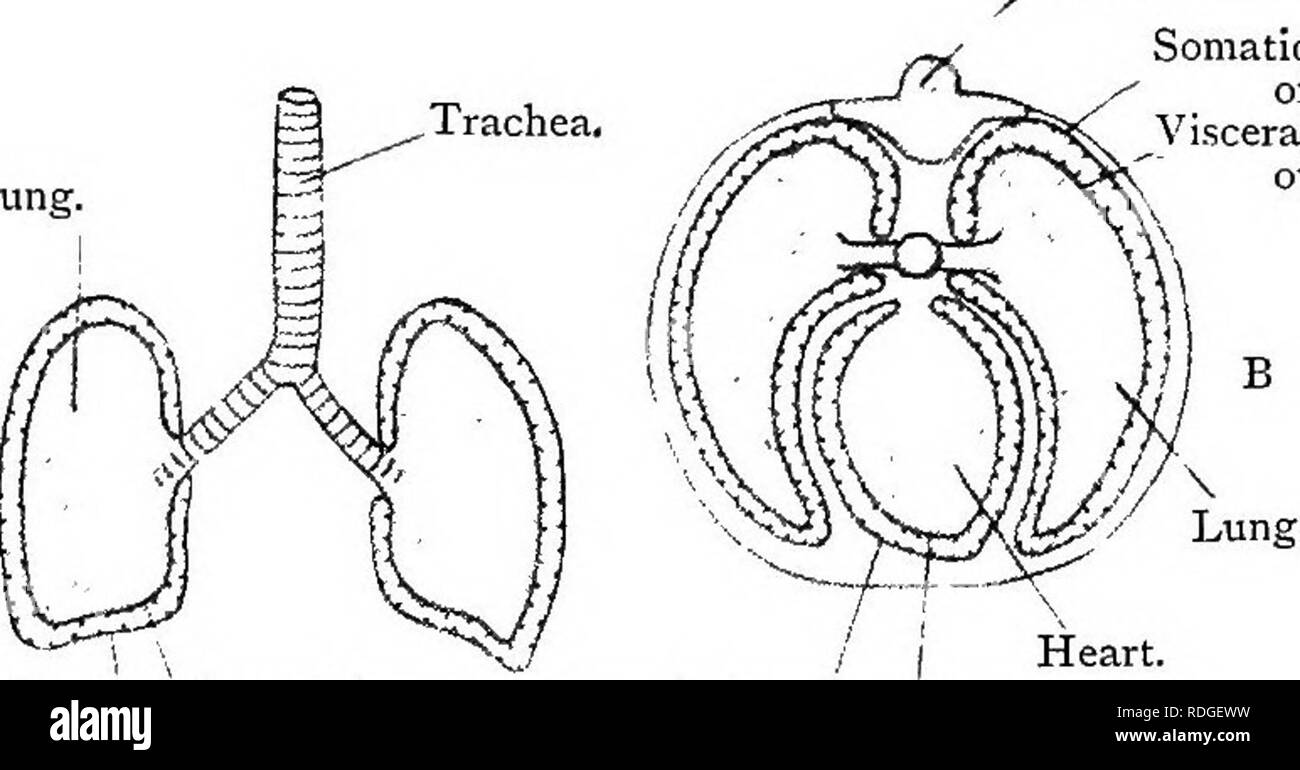 . Elementare Lehrbuch der Zoologie. Darm. Perivisceral Coslom. Myocoele. Myotome. Abb. 307.- Die Teile des Ccelom in der Brusthöhle ein Säugetier. Lunge. (Nach WiEDEKSHEIM.) Wirbel.. Somatischen Schicht der Pleura. Schicht der viszeralen Pleura. Herz. Die somatische Ebene viszeralen Layer somatischen Schicht Schicht der viszeralen Pleura. der Pleura. der Pericardium, der Herzbeutel. Eine, in der Lunge. B, Querschnitt des Thorax. n Die Kavität liegen im Herzen und alle unterstand die Organe. ) Ach ist durch eine splanchnic Schicht der Zölomepithel umgeben. Bitte beachten Sie, dass diese Bilder aus gescannten Seite Bilder extrahiert werden, Stockfoto