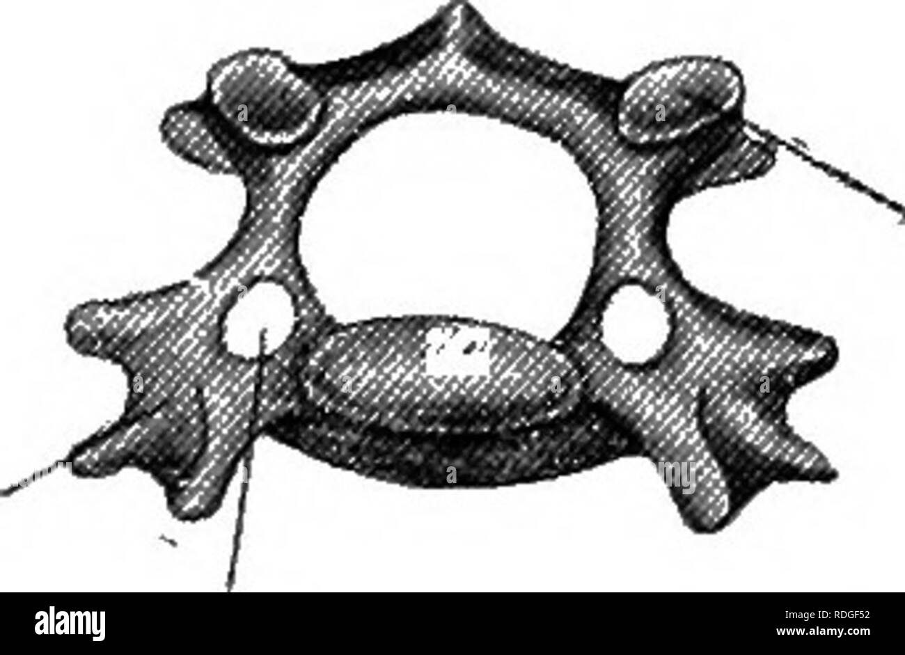 . Elementare Lehrbuch der Zoologie. Abb. 284.-anteriore Ansicht eines Halswirbel von Kaninchen. (Ad Nat.) Pre-'zygapophysis. Zervikale Rippe,. Vertebrarterial Kanal schließlich in das Mittelohr ist eine Kette von drei Ohr Gehörknöchelchen, der Hammer, Amboß und Steigbügel. Der Hammer ist, mit dem die innere Oberfläche des Tympanon befestigt und der Steigbügel auf die fenestra ovalis des Innenohrs. Die Wirbelsäule besteht aus HWS, BWS, LWS, sakral und kaudaler Wirbel. Es gibt sieben cervicals, wie in fast allen Säugetieren. Der erste ist der Atlas mit zwei seitlichen Flügel - wie zervikaler Rippen, ein. Bitte beachten Sie, dass die Stockfoto