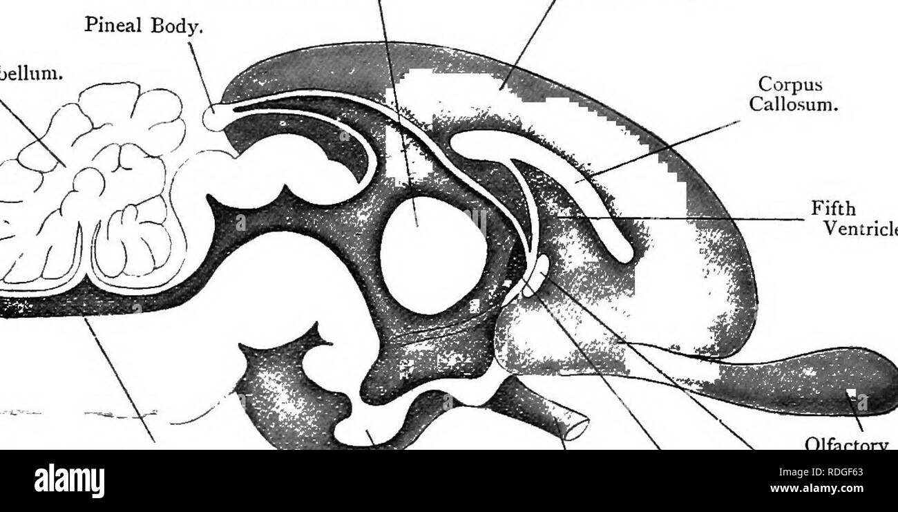 . Elementare Lehrbuch der Zoologie. 392 AKKORD AN A. laryngeal, eine eigentümliche Nerv, die auf der rechten Seite, Schleifen der A. subclavia Runden und auf der linken Seite, um den Ductus arteriosus. In jedem Fall geht es nach vorne neben der Luftröhre zu den Kehlkopf. Die sympathischen kann als ganglionated Netzkabel zwischen dem N. vagus und die ventildrücker Zweig, und die Wirbelsäule Zubehör und Nucleus nervus hypoglossus können ebenfalls anerkannt werden die Abgabe bestimmter Nacken-Muskulatur befolgt werden. 280.- im Median ein Längsschnitt durch das Gehirn des Kaninchens. (Vor allem nach Marshall.) Mittlere Commissure, zerebralen Hemisphäre. Die zirbeldrüse B Stockfoto