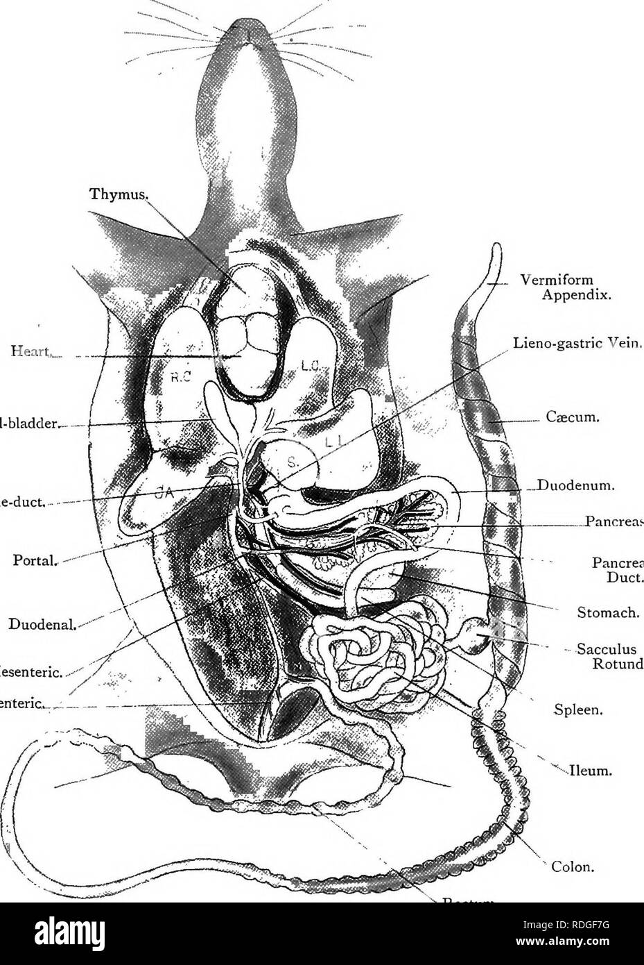 . Elementare Lehrbuch der Zoologie. Platte XI âFirst Dissektion von Kaninchen. {Ad Nat.) Herz.. Gallenblase.. Galle - Kanal. Anterior A. mesenterica. ^ -''' Posterior Mesenterial-.-^ Doppelpunkt. Rektum. Die Haut ist vom Kinn bis zum Anus wider, die Bauchdecke ist aufgeschnitten und reflektiert; der ventralen Wand der Thora:; wird abgeschnitten; wird der Darm teilweise aus dem mesenterium befreit und über geworfen nach rechts; und den Lappen der Leber sind nach vorne geworfen. (Der Lappen der Leber sind R. C, recht zentral; C.A., Caudate; l.c., Links Zentrale; L.L., Links Lateral; und S., Spigelian. Die rote Arterien sind Branche Stockfoto
