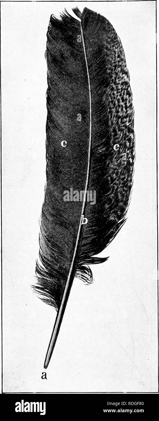 . Ein Lehrbuch in die Allgemeine Zoologie. Zoologie. keine Vögel. Abb. 1 S 4. - L^' cathur: Ein, Feder, 6, Rac - seine c, Leitschaufeln. pereliing. Alle Federn, die den allgemeinen Kontur der Ijo (1 v und die Farbe Muster aie als contoiu - Federn bekannt zu tragen. Sie Pro-tect, den Körper vor Kälte, Regen, etc. Sie leistungsfähig sind non-con-Rakel von Wärme und die Hitze der Bsb}' zu behalten. Lügen - Neath und zwischen der Kontur Federn sind viele kleine, lockere, Federn, die als Flaumfedern bekannt sind. Sie dienen auch bewundernswert die Hitze der Bsb}' zu behalten. Fuially, scat - über den Körper registriert, liut con Stockfoto