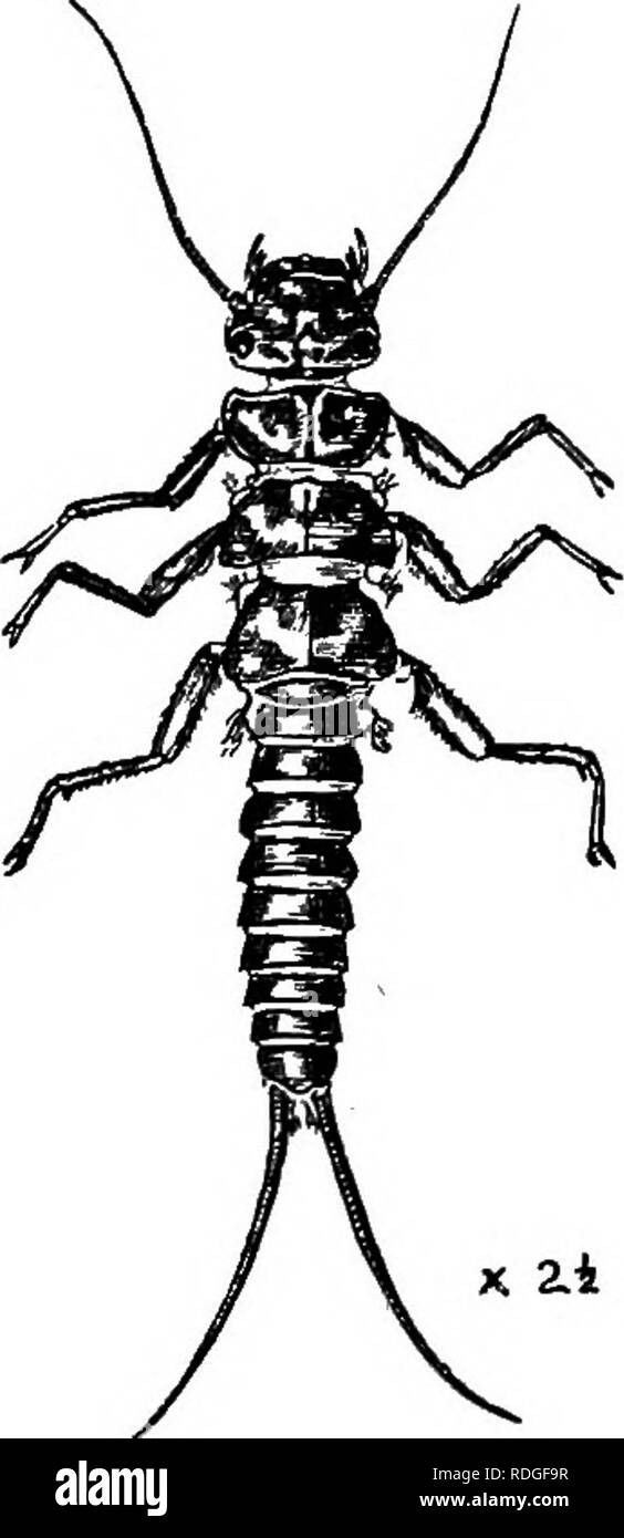 . Eine Einführung in die Zoologie, mit Anweisungen für die praktische Arbeit (Wirbellose). INSECTA: NEUROPTERA 313 Ändern des Lebensraums. "5*™®'-Segment und ein Paar auf dem letzten Segment des Schwanzes. Diese "kletterpflanzen" sind Fleischfresser, der Fütterung auf kleineren Gewässern Larven; ihr Mund-Teile sind daher gut entwickelt. Diese Phase hält für zwei oder drei Jahre. Wenn die Zeit hat die Nymphe verlässt das Wasser, auf Klettern zu einigen hervorstehenden Felsen oder Pflanzen. Die Haut quillt und teilt über den Thorax, und dann in den Körper von ihr zurückgenommen wird. Die Flügel erweitern, und nach ein paar Stunden das Gewebe bec haben Stockfoto