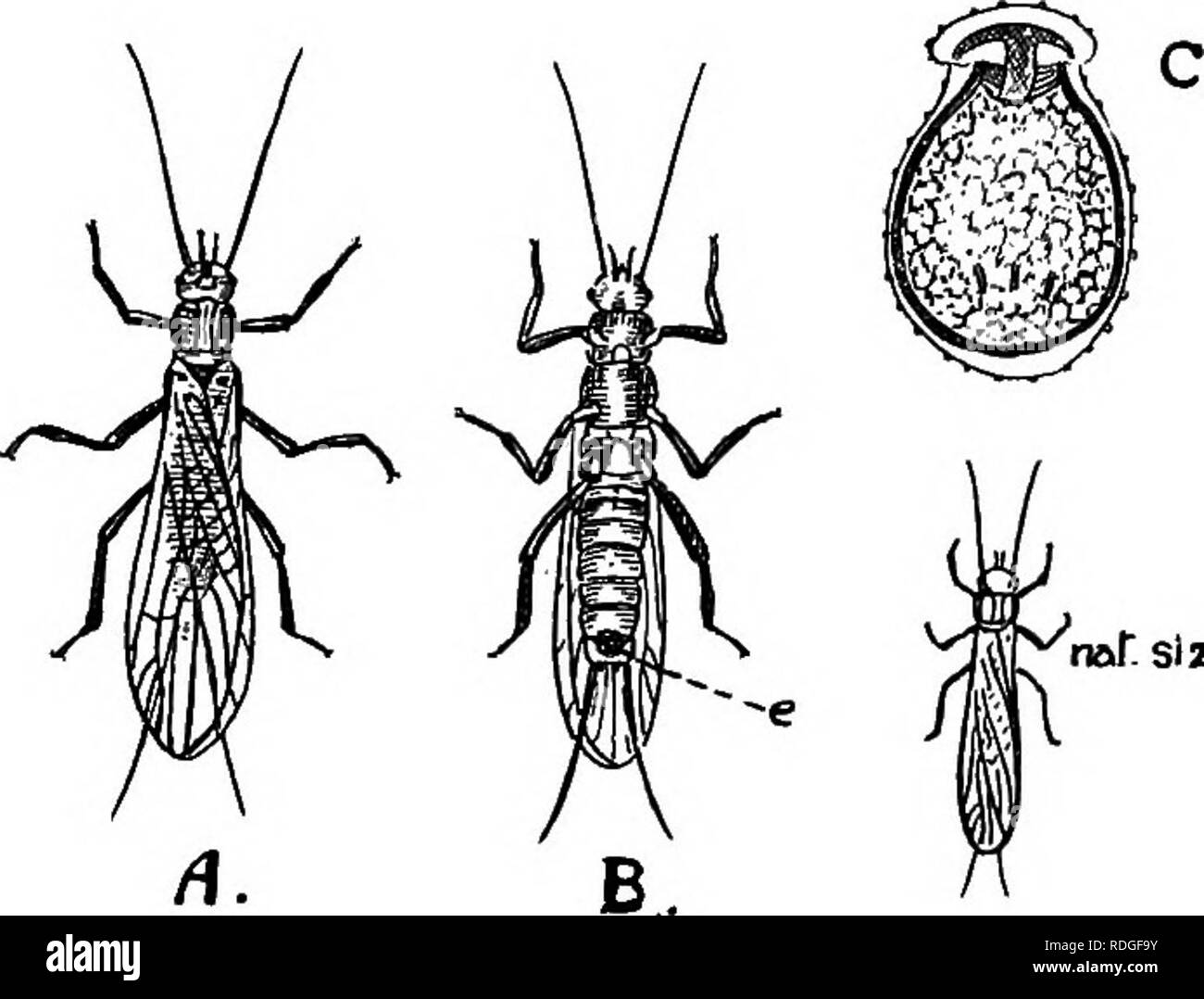 . Eine Einführung in die Zoologie, mit Anweisungen für die praktische Arbeit (Wirbellose). 312 EINFÜHRUNG IN DIE ZOOLOGIE Dieser Gelbbraune fliegen ist eher in ihren Lebensgewohnheiten träge, langem sitzen zusammen auf einem Stein am Wasser, mit seinen langen Flügel flach zusammengefaltet über seinen Körper so, dass nur ein Paar gesehen werden kann. Es fliegt langsam und stark, und kann leicht in der Hand gefangen werden. Jeder Stein-fly hat eine lange paar Antennen Projektion vor, und auch ein paar zarte Gelenkwelle Anhängsel am Ende der Rute. Der Brustkorb wird in die eigenartigen, für die drei Segmente, welche Form sie sind ungewöhnlich groß und deutlich zu kennzeichnen Stockfoto