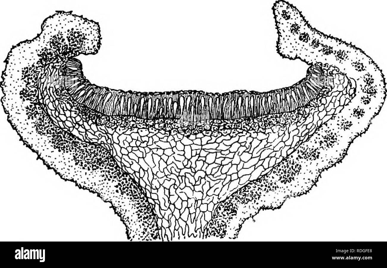 . Ein Lehrbuch der Botanik für Hochschulen und Universitäten ... Botanik. Abb. iiii. - Eine foliose Flechten (^ Physcia) auf Baumrinde; beachten Sie die rn vegetativem Vermehrungsgut Merkmal von Flechten, auch die zahlreichen Fruchtkörper Strukturen, die apothecia. - Von Coulter (Teil I). Flechten. - Strukturelle Beziehungen. - Eine Flechte ist eine Pflanze, die Komplexe, die sich aus einem Pilz Leib, in dem sich die Algen eingeschlossen sind. Früher flechten sollten In-dividuum Pflanzen, und der grüne Zellen, jetzt bekannt zu Algen, waren gonidia (Feigen genannt. 1111-1113). Die duale Natur der Flechten war discov - durch Sep-für arate Kulturen o Tätseinbußen Stockfoto