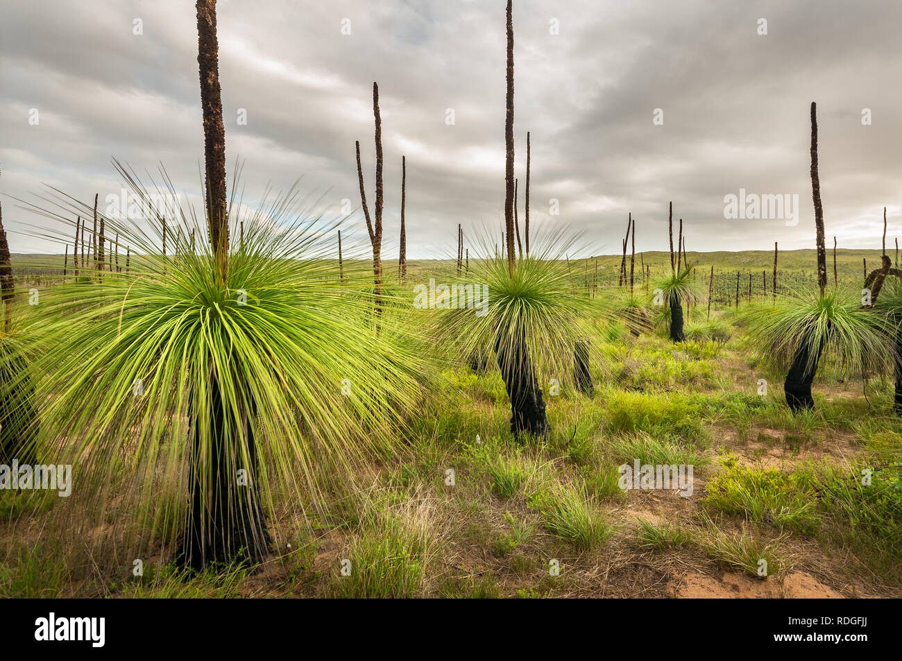 Heide mit einer faszinierenden Vegetation von Gras Bäume. Stockfoto