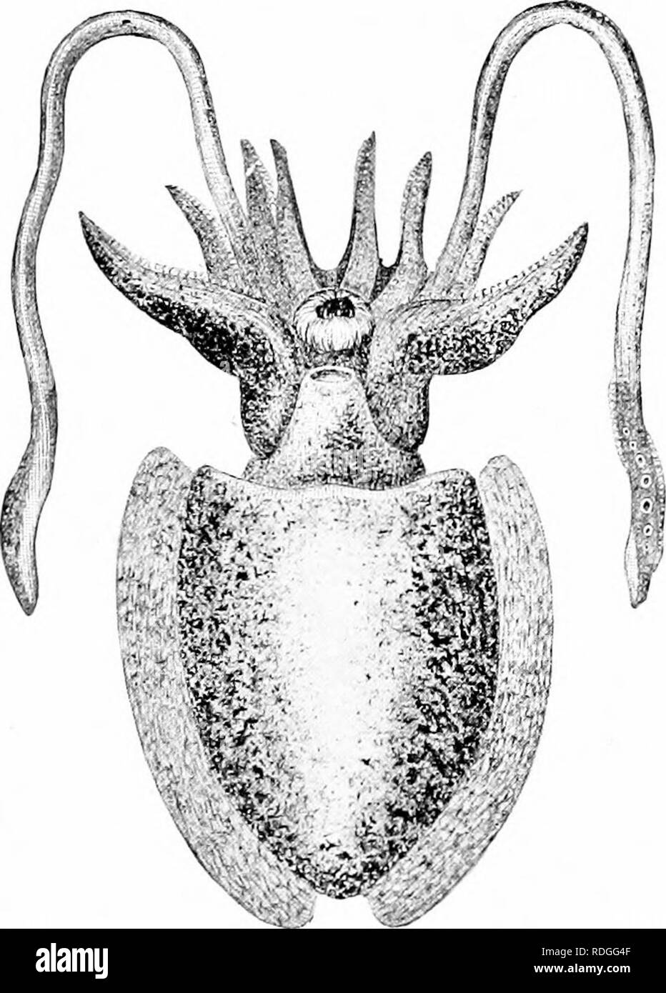 Ein Lehrbuch In Die Allgemeine Zoologie Zoologie 1 Muscheln Austern Und Muscheln In Der Lange Tintenfisch Der Wie Der Name Mdicates Hat Acht Arme Die Alle Mit Sauger Zur Verfugung Gestellt