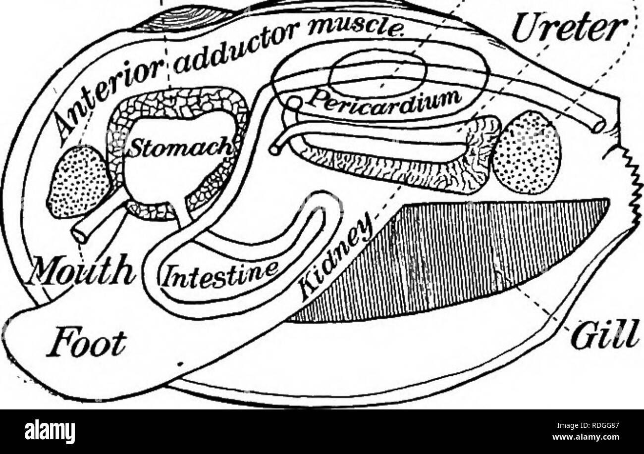 . Ein Lehrbuch in die Allgemeine Zoologie. Zoologie. 108 Miesmuscheln, Venusmuscheln, Austern, Schnecken, Tintenfische langsam nach außen und nach unten in den Schlamm erweitert und dort verankert. Dann den Gurtaufroller Muskeln Vertrag und der Shell und der Körper bis zum Fuß ziehen, wie es war. Durch eine Wiederholung dieser Bewegungen des Fußes die Muschel beträchtliche Entfernungen im Laufe der Zeit behandelt. Der Speiseröhre und Verdauung. - Der Mund ist gerade unter den vorderen adductor Muskel und zwischen zwei Paar weicher Klappen, der labialen palps. Sie führt durch einen kurzen Speiseröhre die sphärische Magen, die durch ein dunkles Grün Masse umgeben ist. Stockfoto