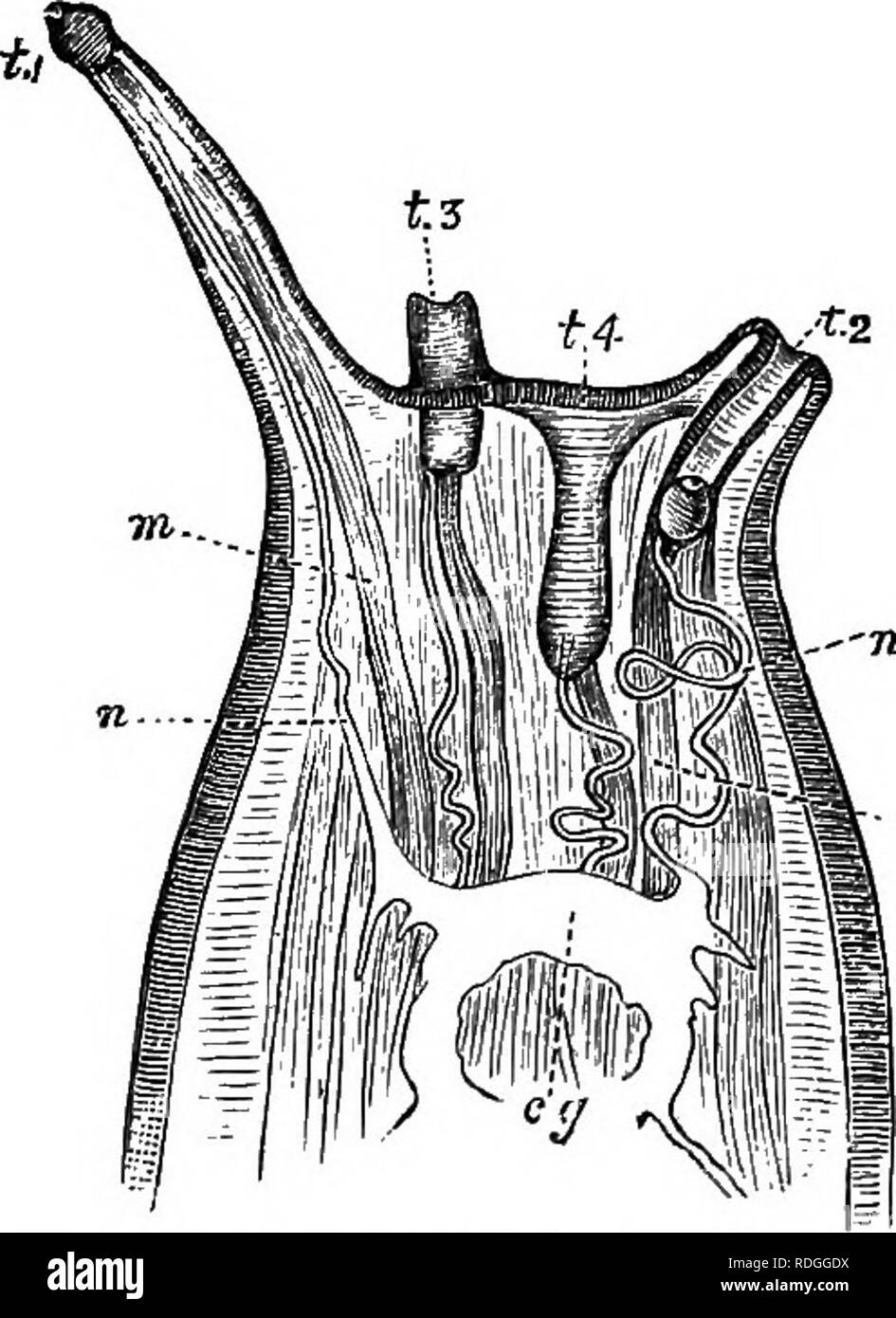 . Eine Einführung in die Zoologie, mit Anweisungen für die praktische Arbeit (Wirbellose). Abb. 81.- Loiigituilinal Abschnitt durch die Spitze einer der langen Tentakeln der Hdix auf die Struktur des Auges zeigen. e, Epidermis; L, Objektiv; j), pigmentierte Schicht; r; Oji, Netzhaut, Sehnerv. Die Farbe des Körpers ist ein dunkles Braun oder Grau, gesprenkelt mit dem milchig weißen Flecken, um ihren spezifischen Namen, "aspersa, "bedeutet "sprengte geben." Der Fuß hat ein gelbes Band es rund. Die Form der Körper der Schnecke ist sehr ähnlich wie die von Limnaea, obwohl in der Helix gibt es vier tentacl Stockfoto