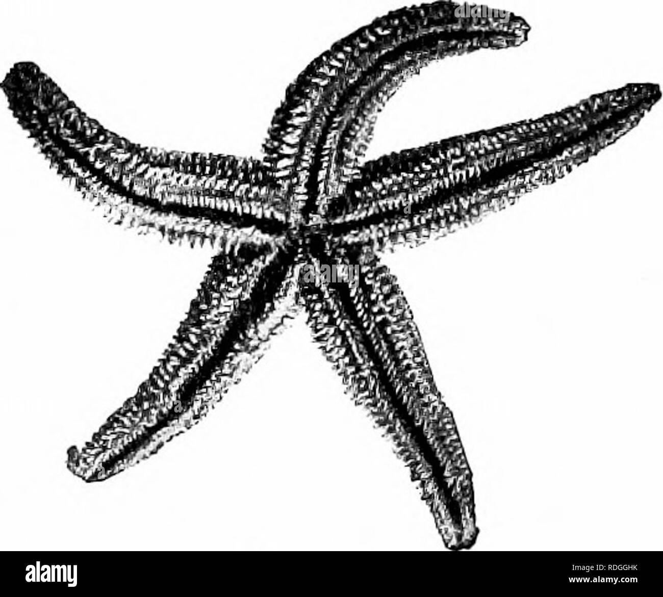 . Ein Lehrbuch in die Allgemeine Zoologie. Zoologie. X. Seesterne, Seeigel, SCHLANGENSTERNE Zweig IX. - Stachelhäuter {Echinos (Wirbelsäule), hedge-hog, derma, Haut) Die meisten der Mitglieder dieser Branche über die Oberfläche des Körpers mit Stacheln und gedachten, daher der Name, Echinoder-mata, stacheligen Skins. In allen Stachelhäuter die Teile des Körpers sind radial angeordnet. In fast allen gibt es ein exoskelett aus kalkhaltigen Platten. Ohne Ausnahme führten sie im Meer zu finden sind. Ein Beispiel für die Branche - die Seesterne Form und radiale Symmetrie der Seesterne. - Die gemeinsame Starfish hat einen Stern-Sh Stockfoto