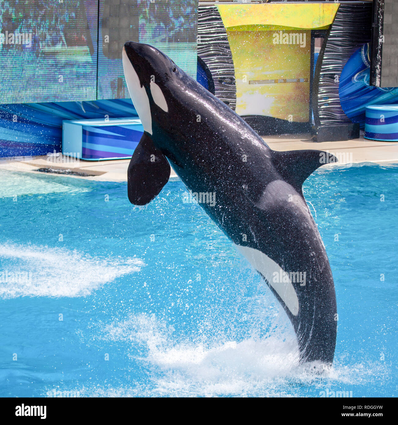 Killerwal Orca springen aus dem Wasser in Sea World Stockfoto