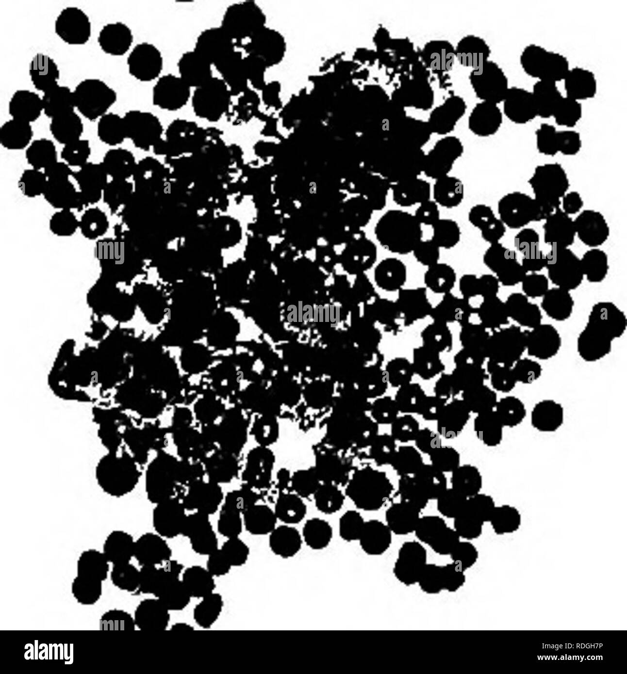 . Bakterien in Bezug auf Land leben. Bakterien. 172 Bakterien in Bezug auf Land Leben stabförmigen Organismen. Die Demonstration wurde so eingerichtet, dass die Oxidation von Ammoniak zu Nitrit durch zwei unterschiedliche Gruppen von Organismen in allen Böden durchgeführt. Sie scheinen im Einklang zu arbeiten, da die Nitrit in Nitrat fast so schnell wie Sie werden gebildet, geändert werden. Unter anormalen Bedingungen begünstigen das Wachstum der Lachgas gären, aber nicht von der Salpetersäure gären kann es zu einer Akkumulation von Nitriten. Vor kurzem wurde es von Kaserer angekündigt, dass er ein Organismus in der Lage Changi isoliert hatte Stockfoto