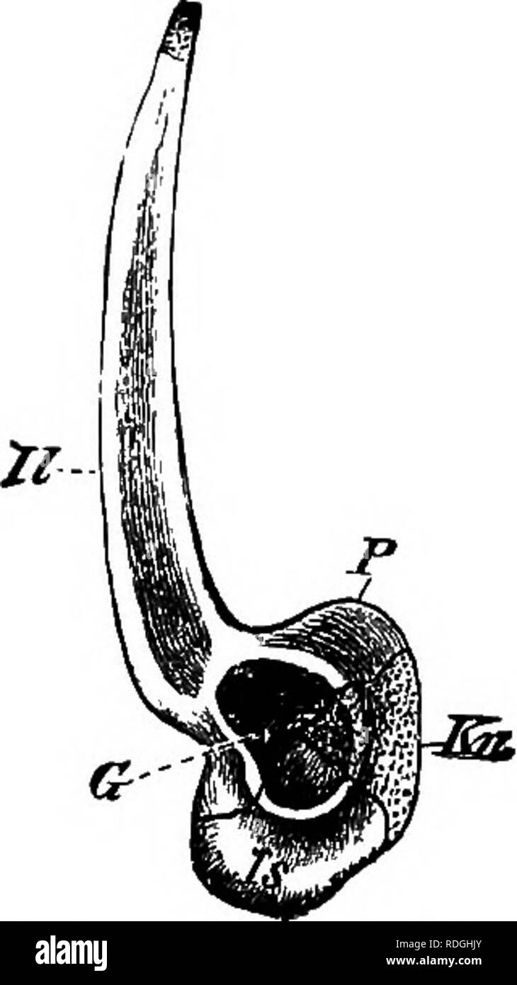 . Eine elementare praktische Zoologie. Zoologie. Kranke HIND-LIMB SI. Ist ventral und ist von Verkalkter Knorpel gebildet. Ursprünglich jedes dieser Elemente gekoppelt ist, d. h., es ist ein ILIUM, sitzbein und ein PUBIS auf jeder Seite die drei zusammen bilden den Innominate, aber in der nach rechts und links Ischia und pubes in der Medianebene united geworden, das darmbein nur noch frei. Die hinterflügel-Limb.-in den Oberschenkel, den Oberarm, wird von einem einzigen langen Knochen unterstützt, den Oberschenkelknochen (Abb. 8, FE), in eine sanft geschwungene Welle und Extremitäten verkalkter Knorpel. Die abgerundete proximalen Extremitäten, oder Stockfoto