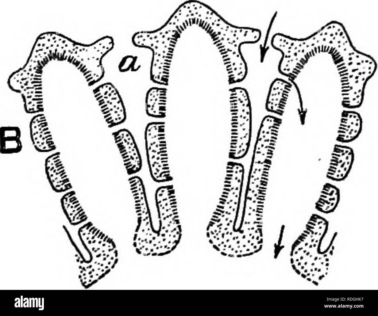 . Eine Einführung in die Zoologie, mit Anweisungen für die praktische Arbeit (Wirbellose). Abb. 28. ÂVarious Formen der Schwamm Spicules (von Parlcer und Haswell). spicules, die so sehr charakteristisch sind der Schwämme und ihnen ihre harte Textur geben. Diese spicules sind von sehr unterschiedlichen Formen in verschiedenen Schwämmen (Abb. 28); in der Ascon Typ Sie sind in der Regel drei durchleuchtet und Kalk. Diese sehr einfache Ascon Art der Struktur wird in kein Erwachsener Britischen schwamm gefunden, aber eine Bühne durch einige von Ihnen weitergegeben, z.b. Clathrina Blanca, die weißen Gitter Schwamm, die in diesem Stadium hat eine Minute Vase-li Stockfoto